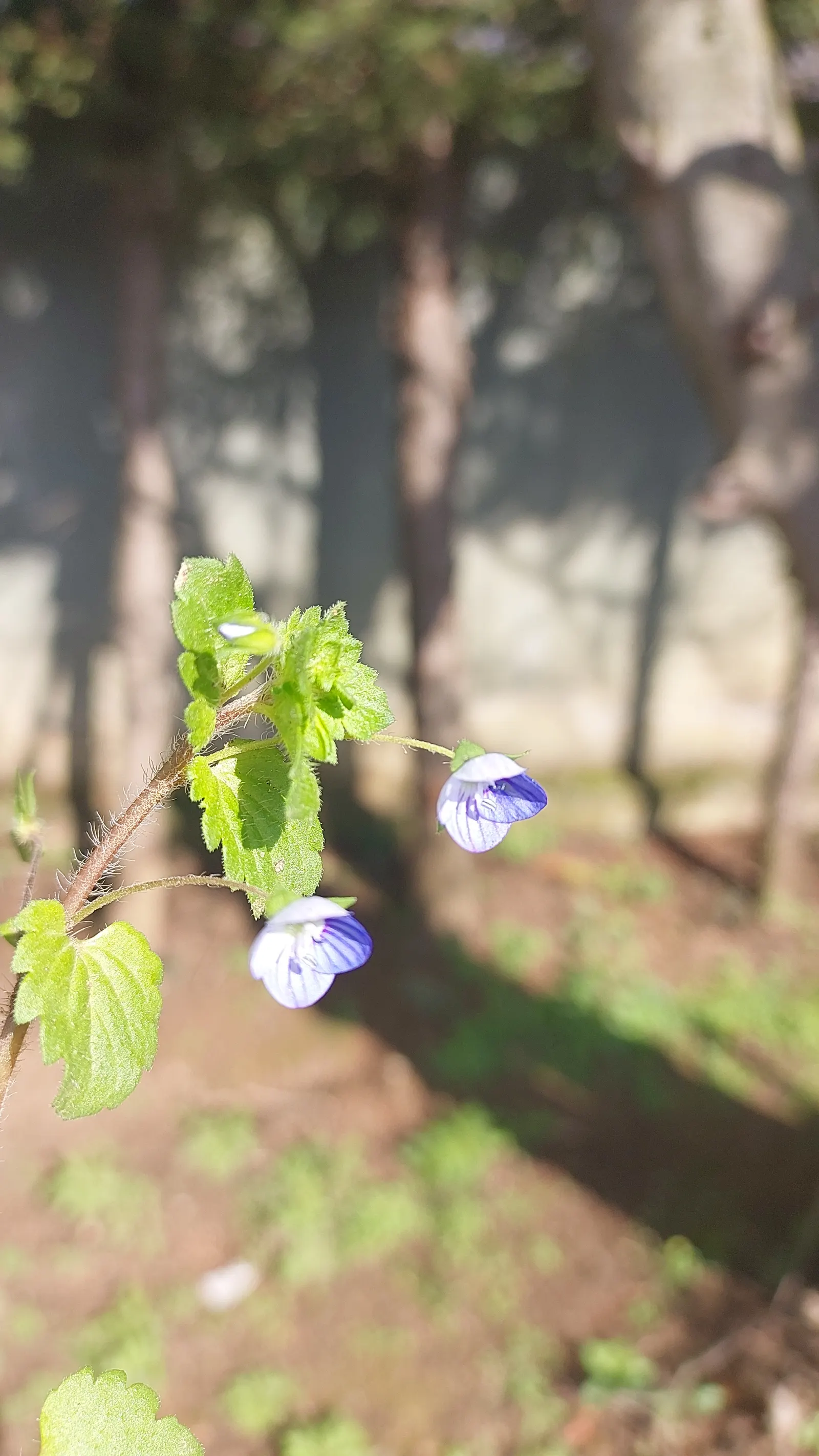 Speedwell (Veronica Repens) — green foliage reaches a height of 1-2 inches; with a spreading habit that can extend outwards to 12 to 18 inches