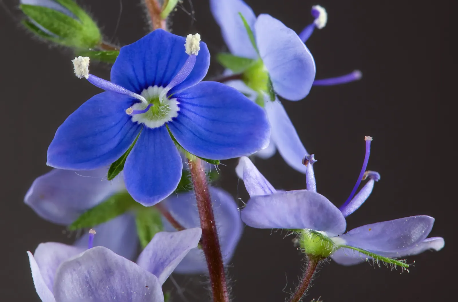 Speedwell (Veronica Repens) — Speedwell offers a beautiful and practical solution for ground coverage