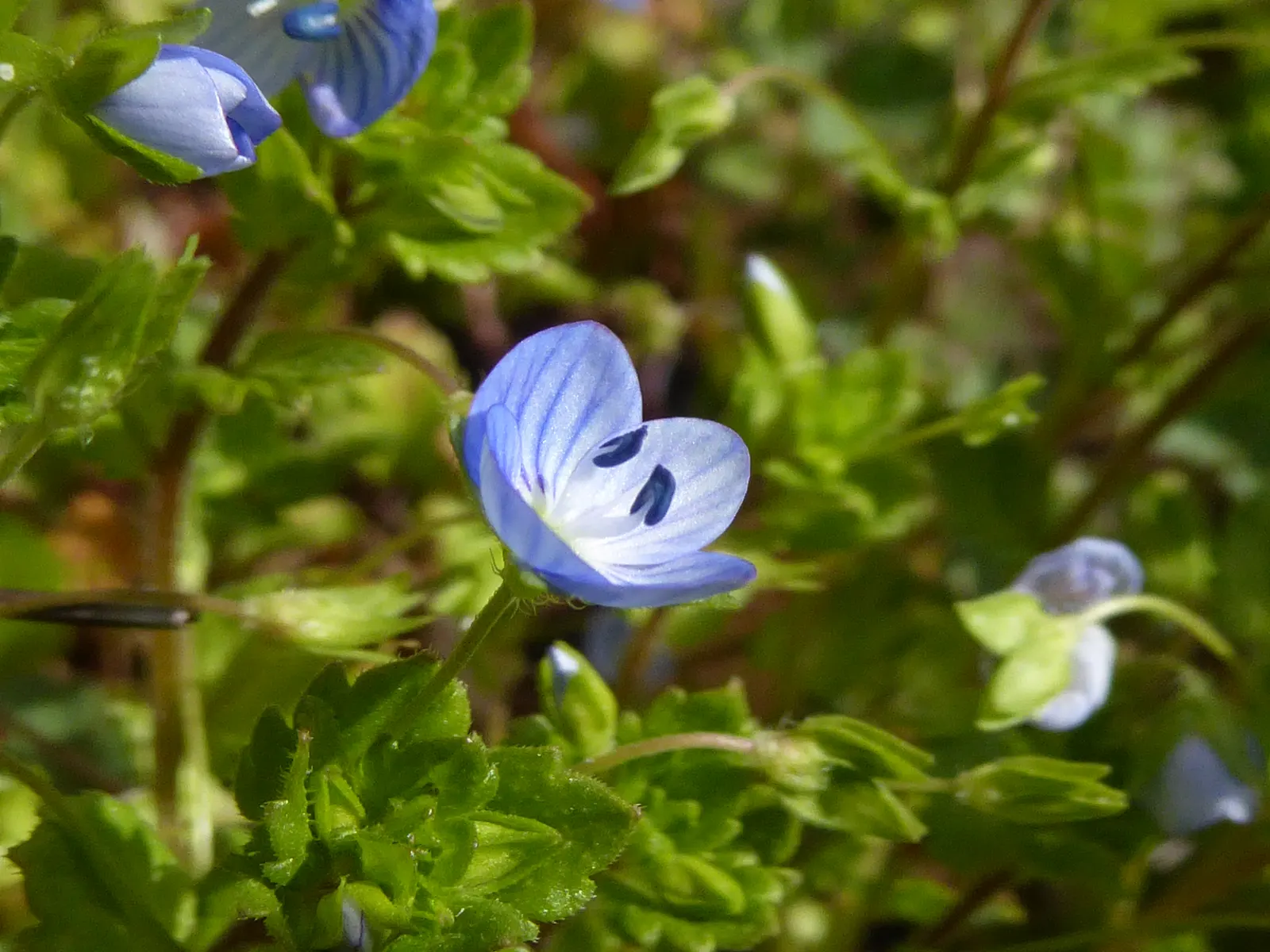Speedwell (Veronica Repens) — white flowers in the garden; with a spreading habit that can extend outwards to 12 to 18 inches, image 110