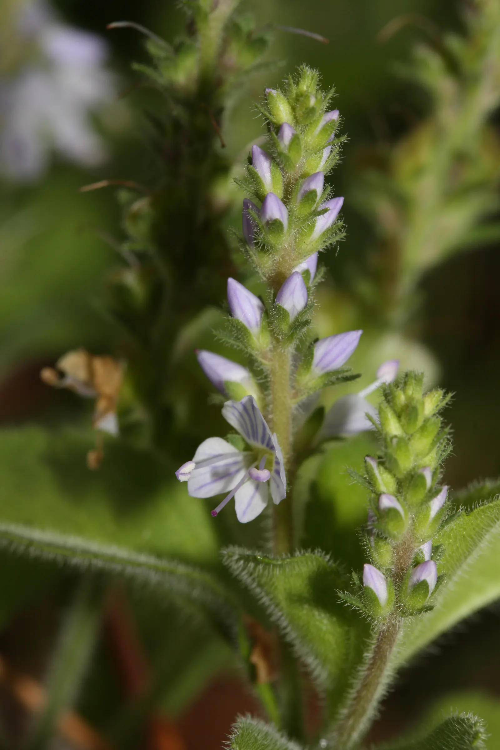 Speedwell (Veronica Repens) — Speedwell (Veronica repens) is a low-growing, mat-forming perennial; ideally suited for ground cover or between, image 57