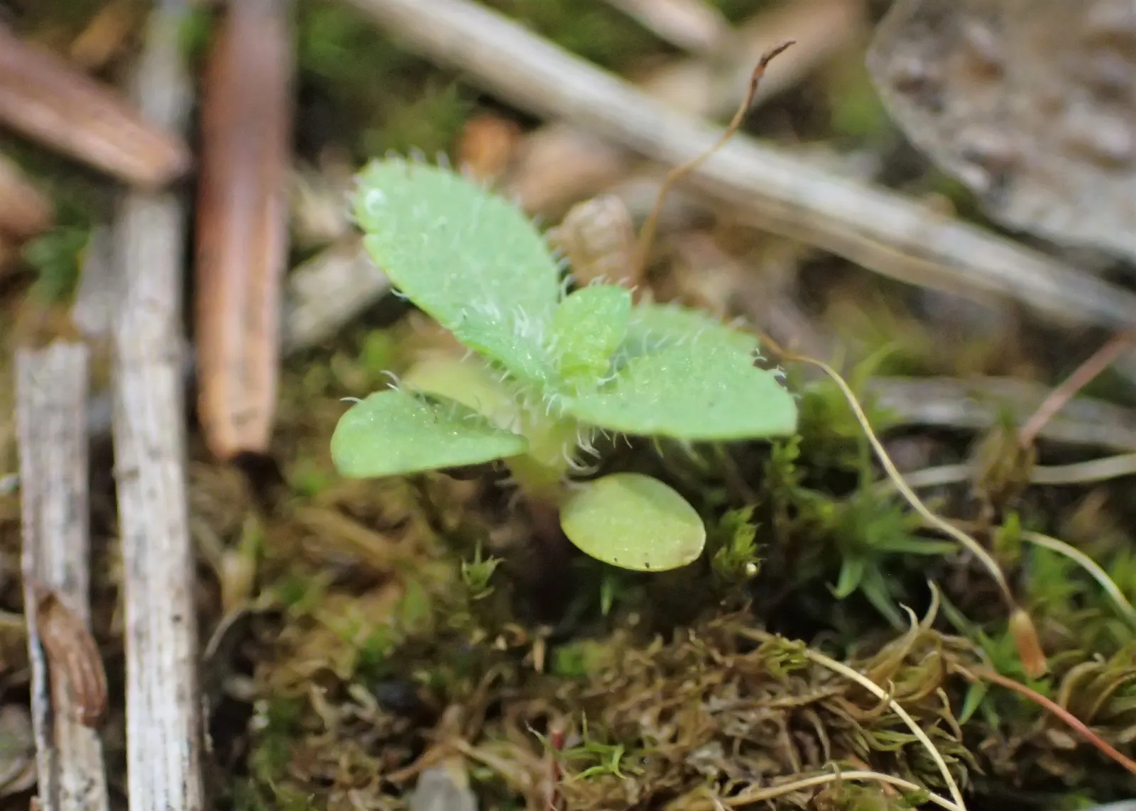Speedwell (Veronica Repens) — Small, delicate sky-blue flowers bloom in spring, adding a subtle splash of color; ideally suited for ground cover or between