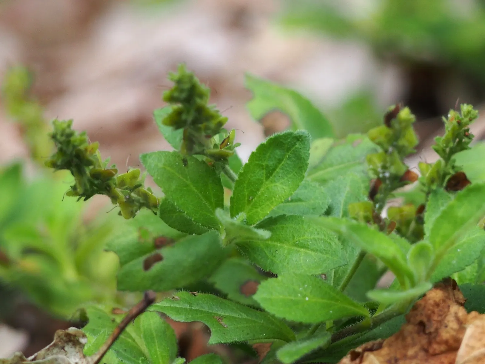 Speedwell (Veronica Repens) — ideally suited for ground cover or between stepping stones; requiring little care while providing an extended season, image 88