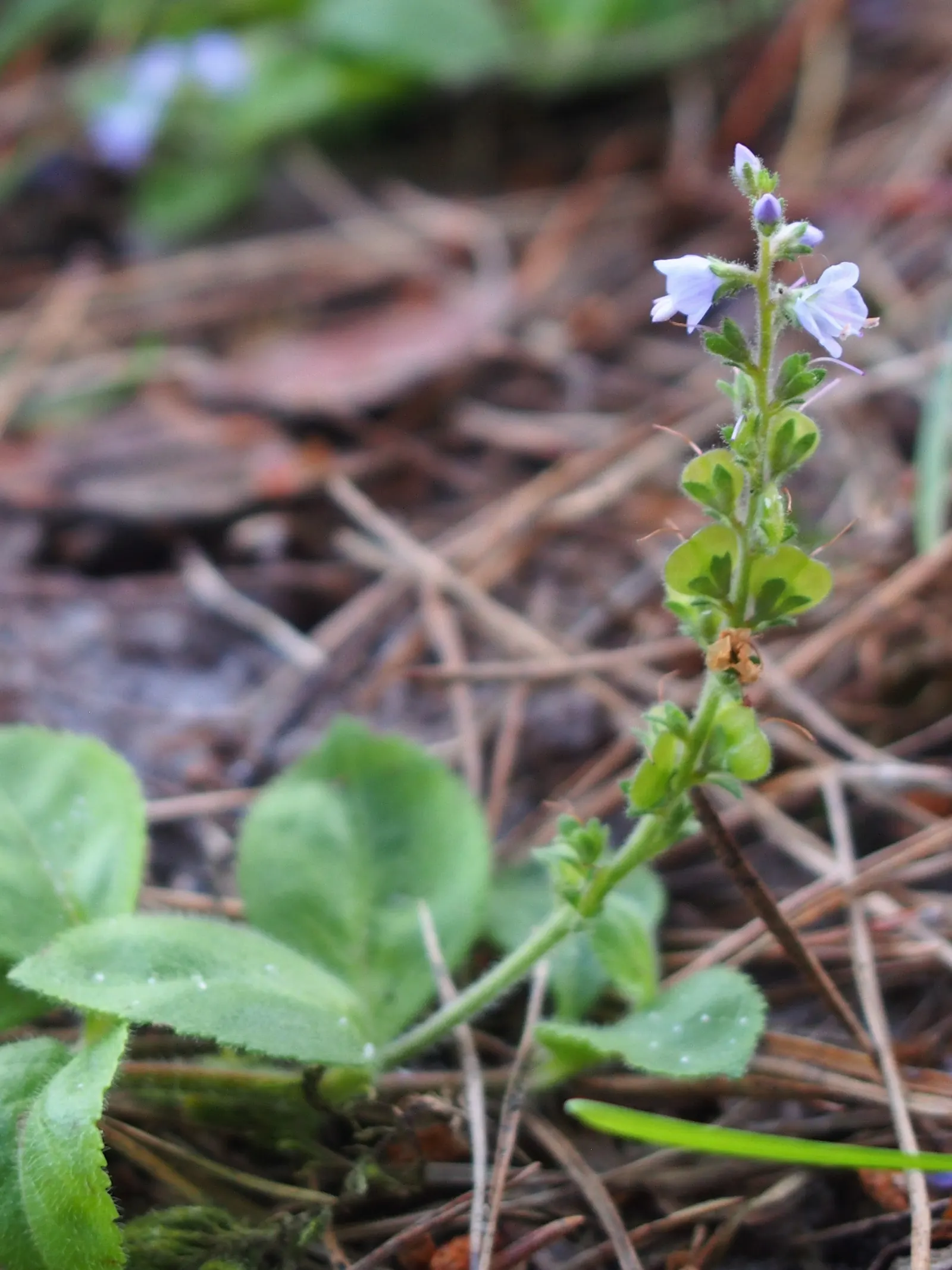 Speedwell (Veronica Repens) — with a spreading habit that can extend outwards to 12 to 18 inches; making it an excellent choice for a variety of, image 123