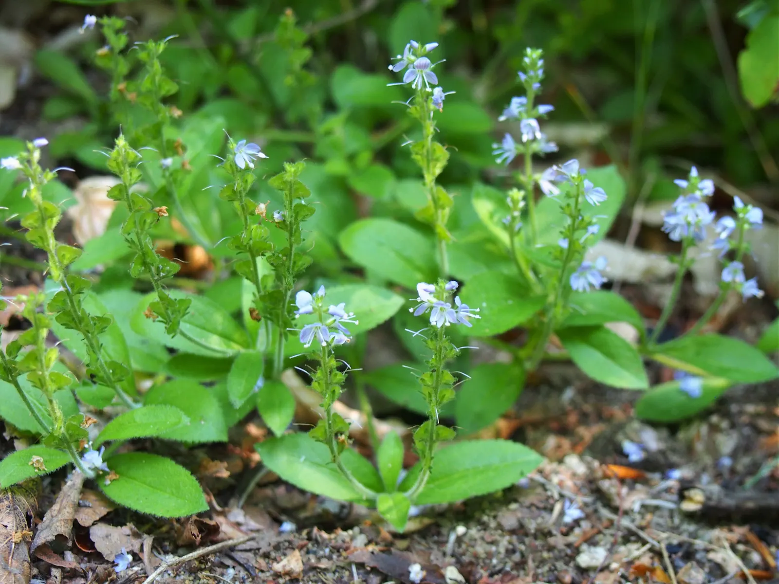 Speedwell (Veronica Repens) — with a spreading habit that can extend outwards to 12 to 18 inches