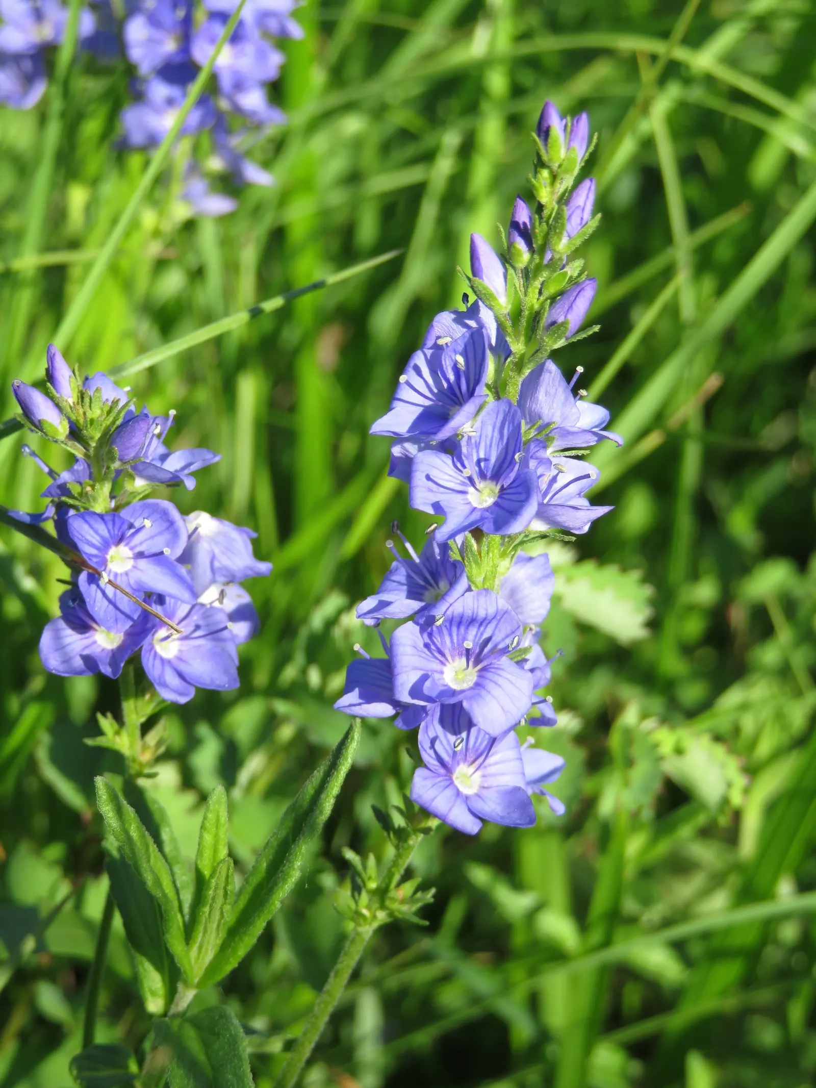Speedwell (Veronica Repens) — which bring a splash of color and can attract pollinators such as bees and butterflies to the garden
