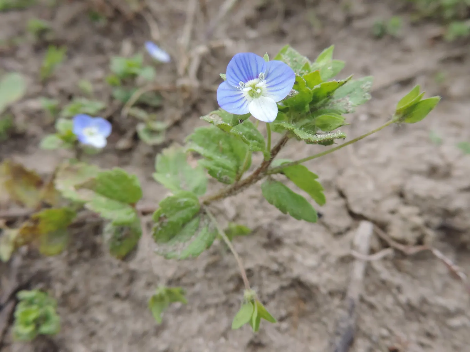 Speedwell (Veronica Repens) — requiring little care while providing an extended season of visual interest; ideally suited for ground cover or between stepping