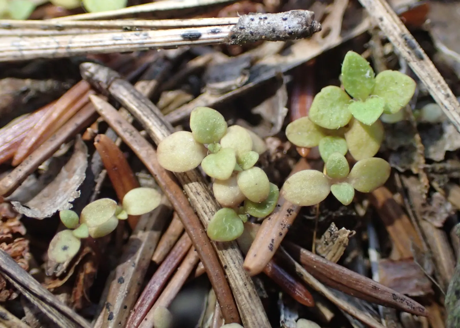 Speedwell (Veronica Repens) — white flowers in the garden; with a spreading habit that can extend outwards to 12 to 18 inches, image 166