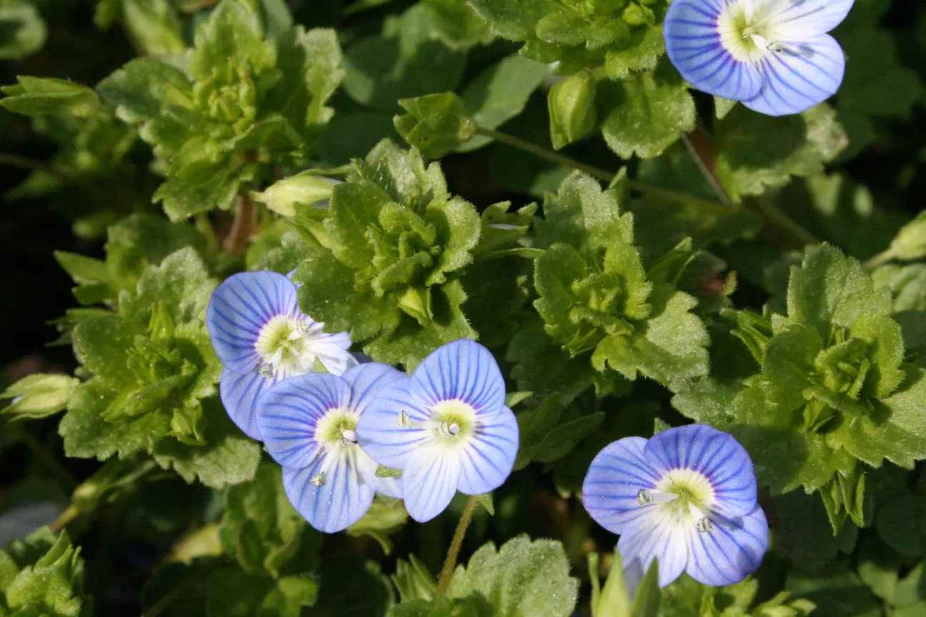 Speedwell (Veronica Repens) — which bring a splash of color and can attract pollinators such as bees and butterflies to the garden; making it an excellent