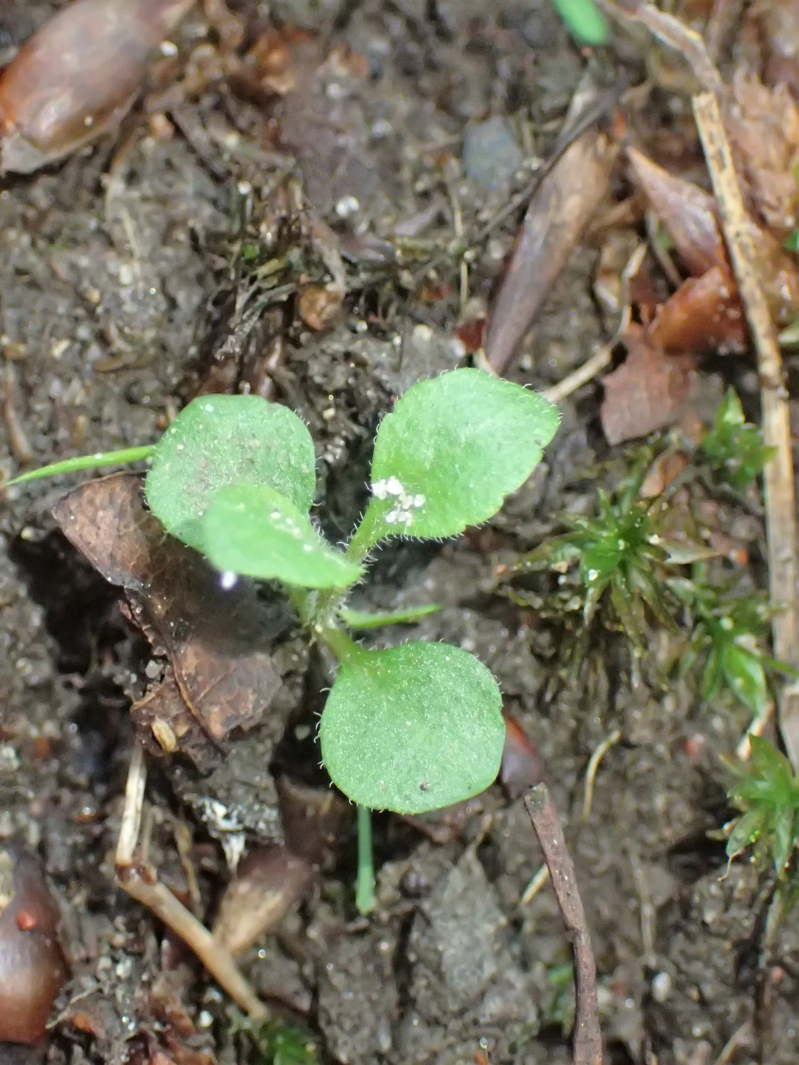 Speedwell (Veronica Repens) — or blanket slope areas where erosion control is desired