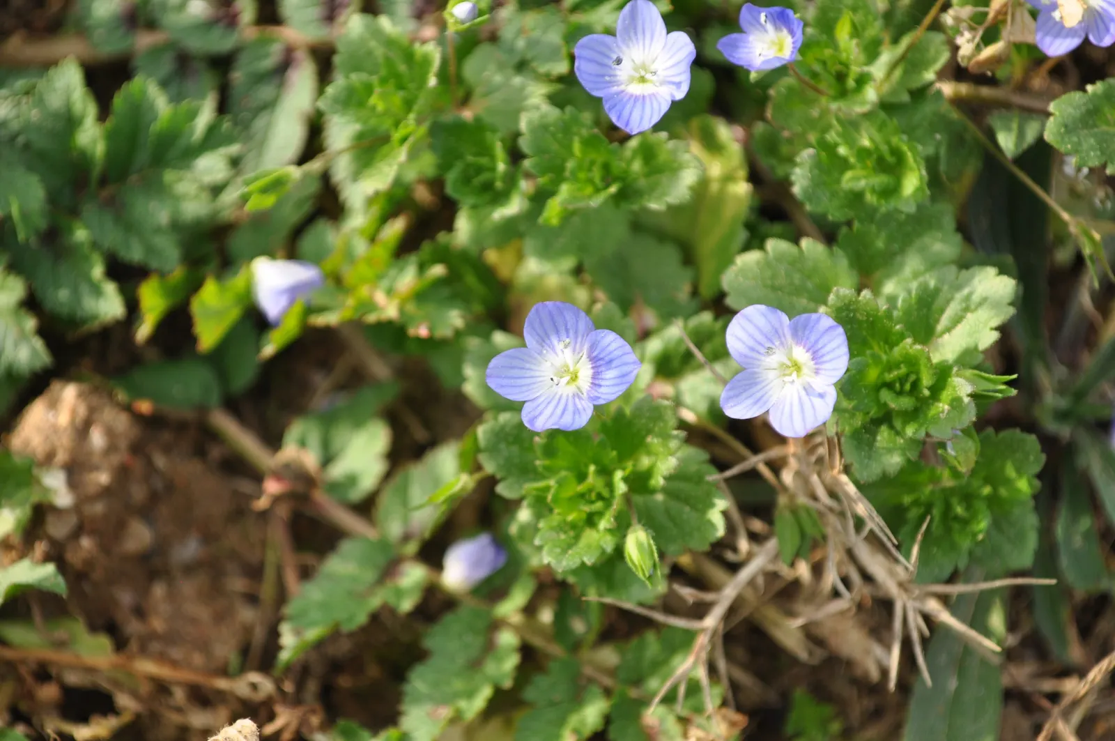 Speedwell (Veronica Repens) — This plant requires minimal maintenance; making it an excellent choice for a variety of landscape designs, image 131