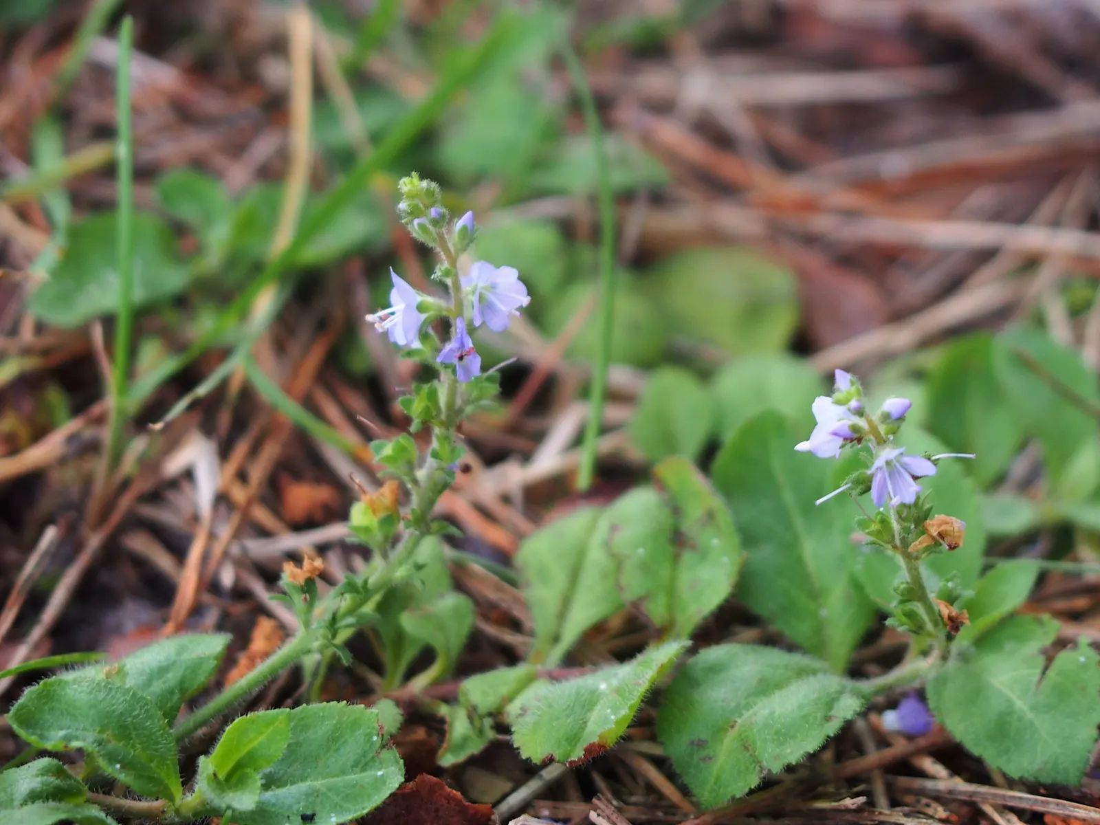 Speedwell (Veronica Repens) — The leaves of Veronica repens are small and glossy; ideally suited for ground cover or between stepping stones
