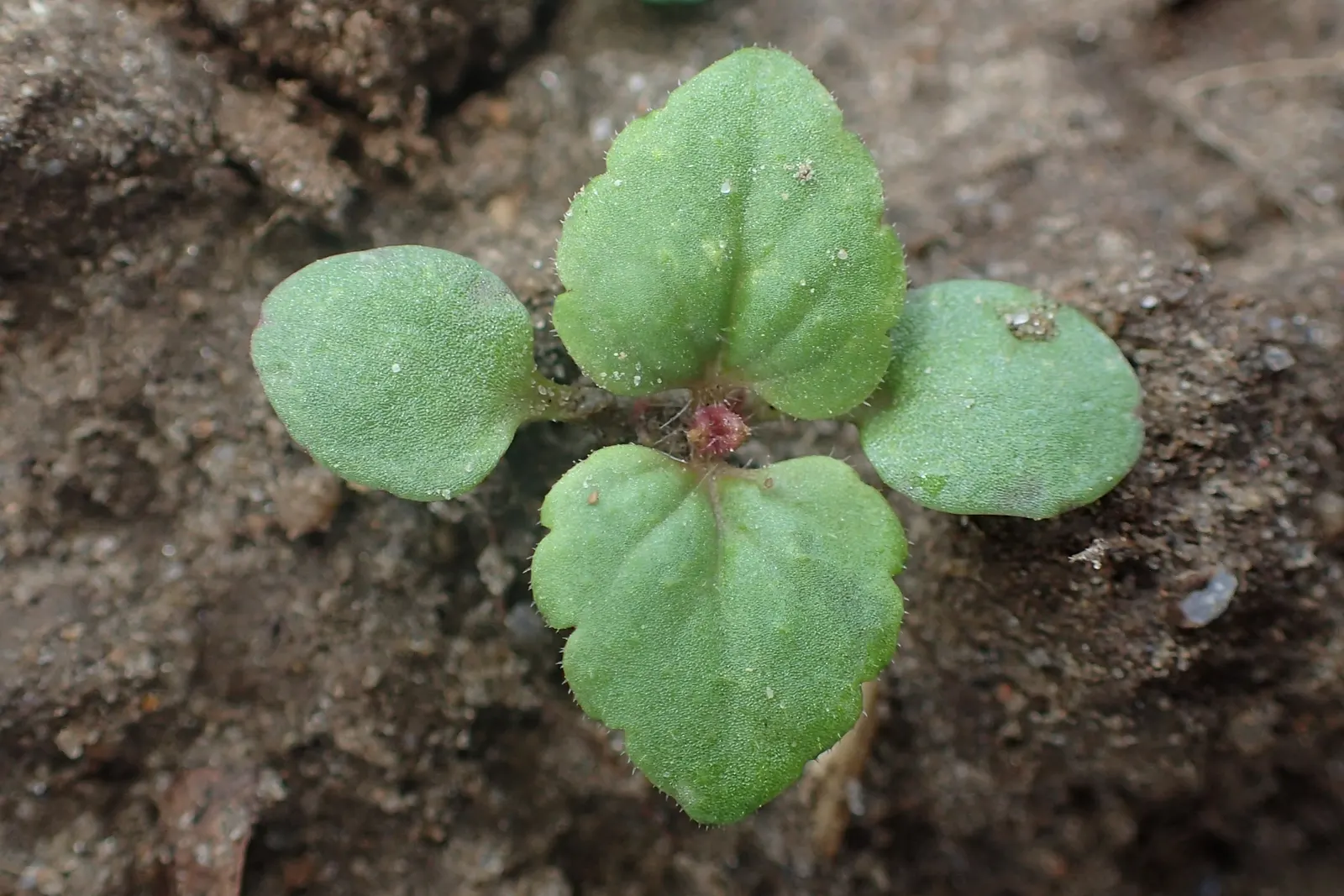Speedwell (Veronica Repens) — The leaves of Veronica repens are small and glossy; ideally suited for ground cover or between stepping stones, image 125