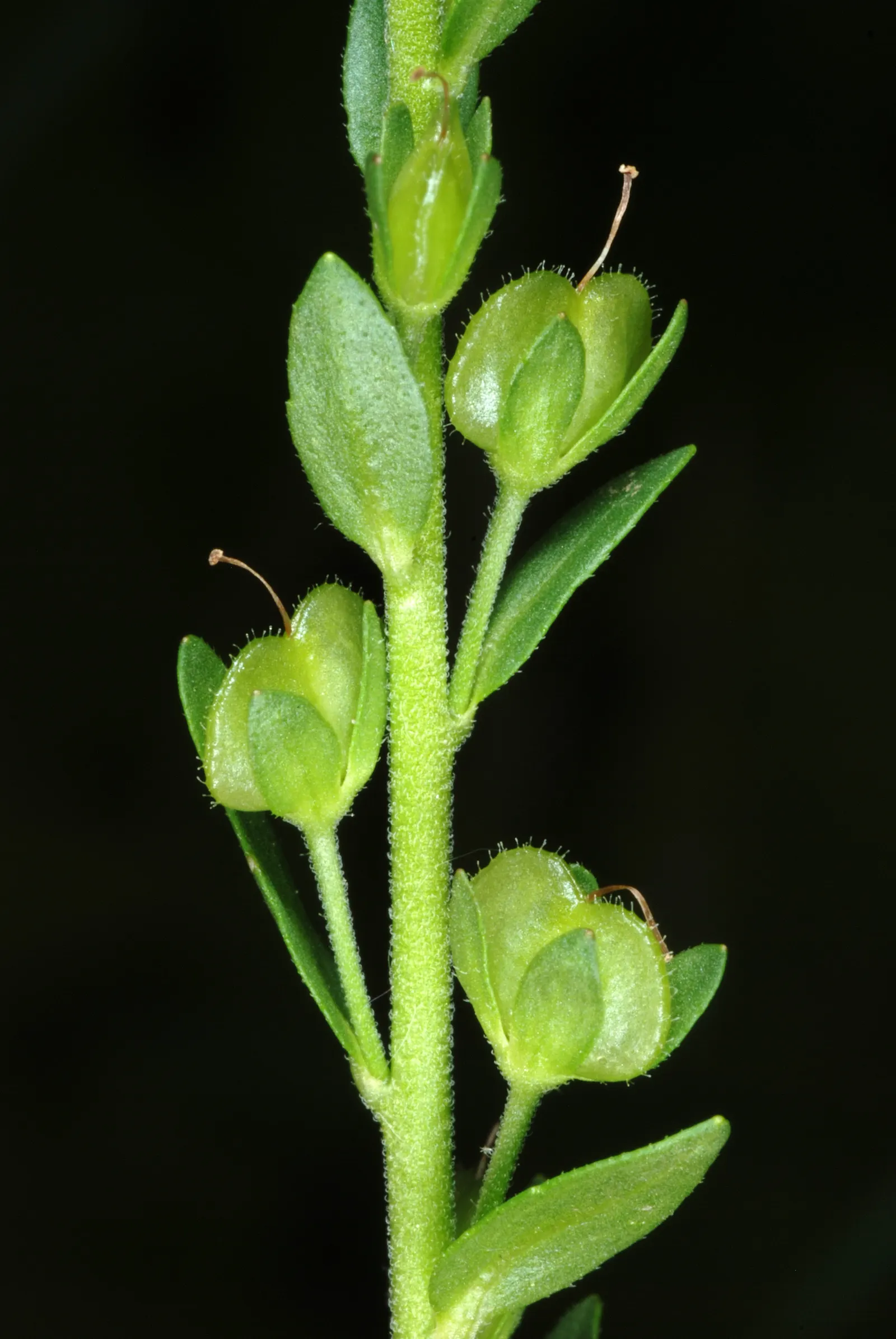 Speedwell (Veronica Repens) — scientifically referred to as Veronica repens; requiring little care while providing an extended season of visual, image 148