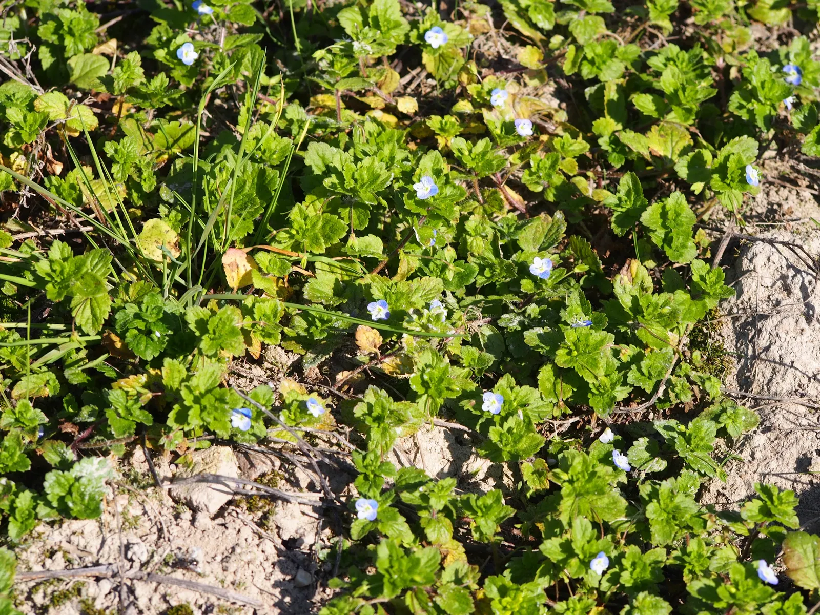 Speedwell (Veronica Repens) — requiring little care while providing an extended season of visual interest; ideally suited for ground cover or, image 109