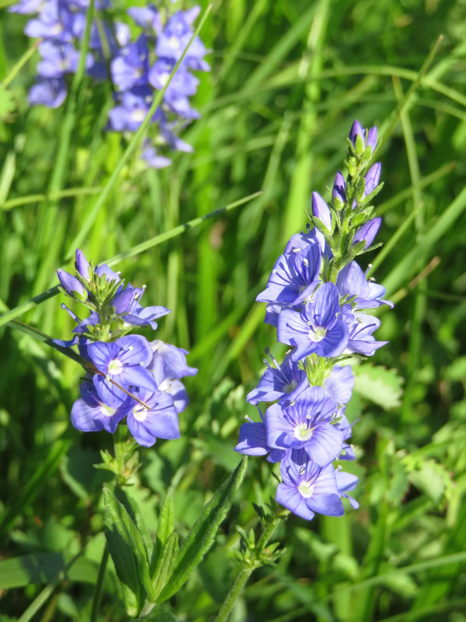 Speedwell (Veronica Repens) — the Veronica repens will be a charming and dependable component of their garden; requiring little care while, image 108