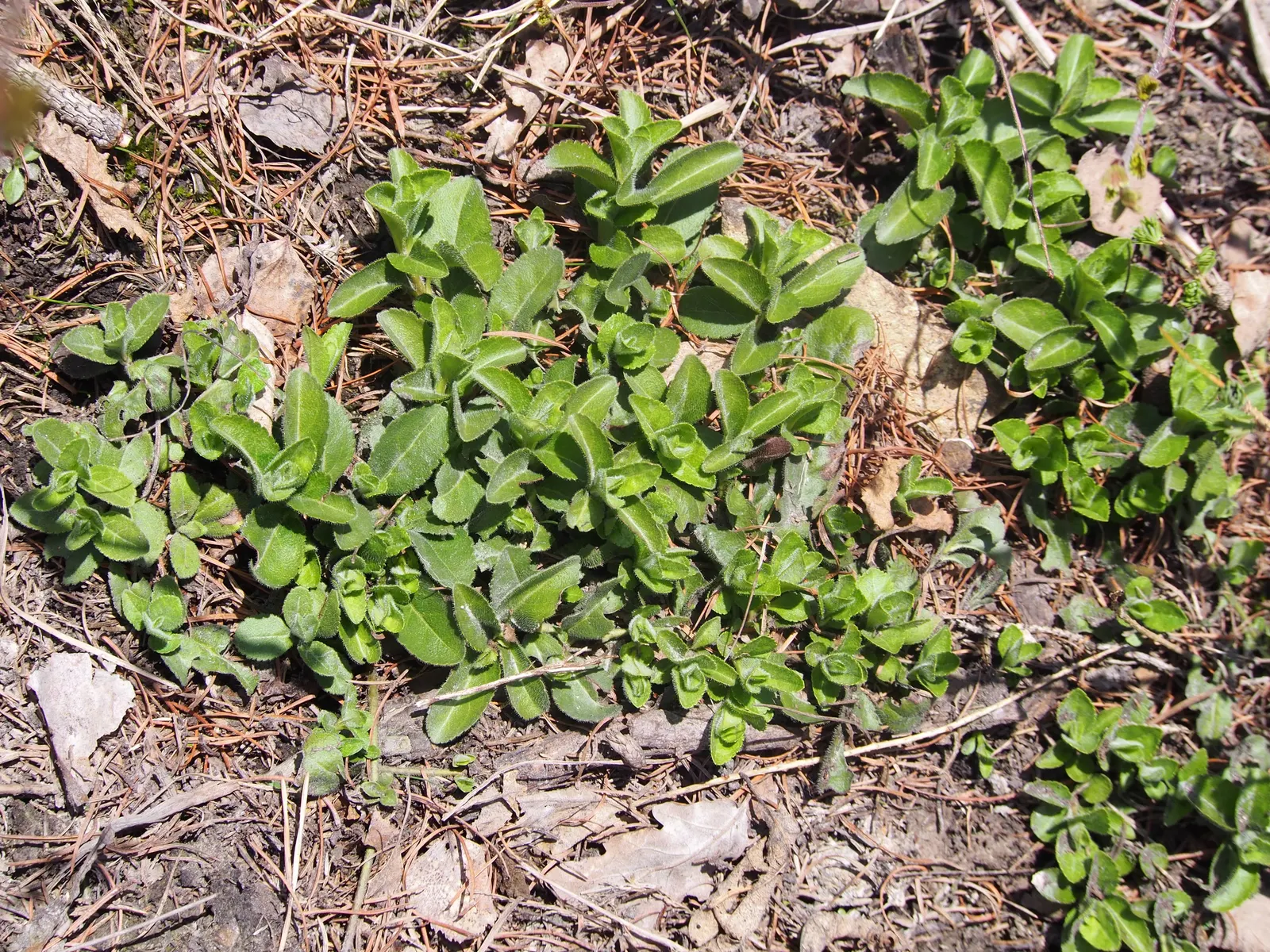 Speedwell (Veronica Repens) — The leaves of Veronica repens are small and glossy