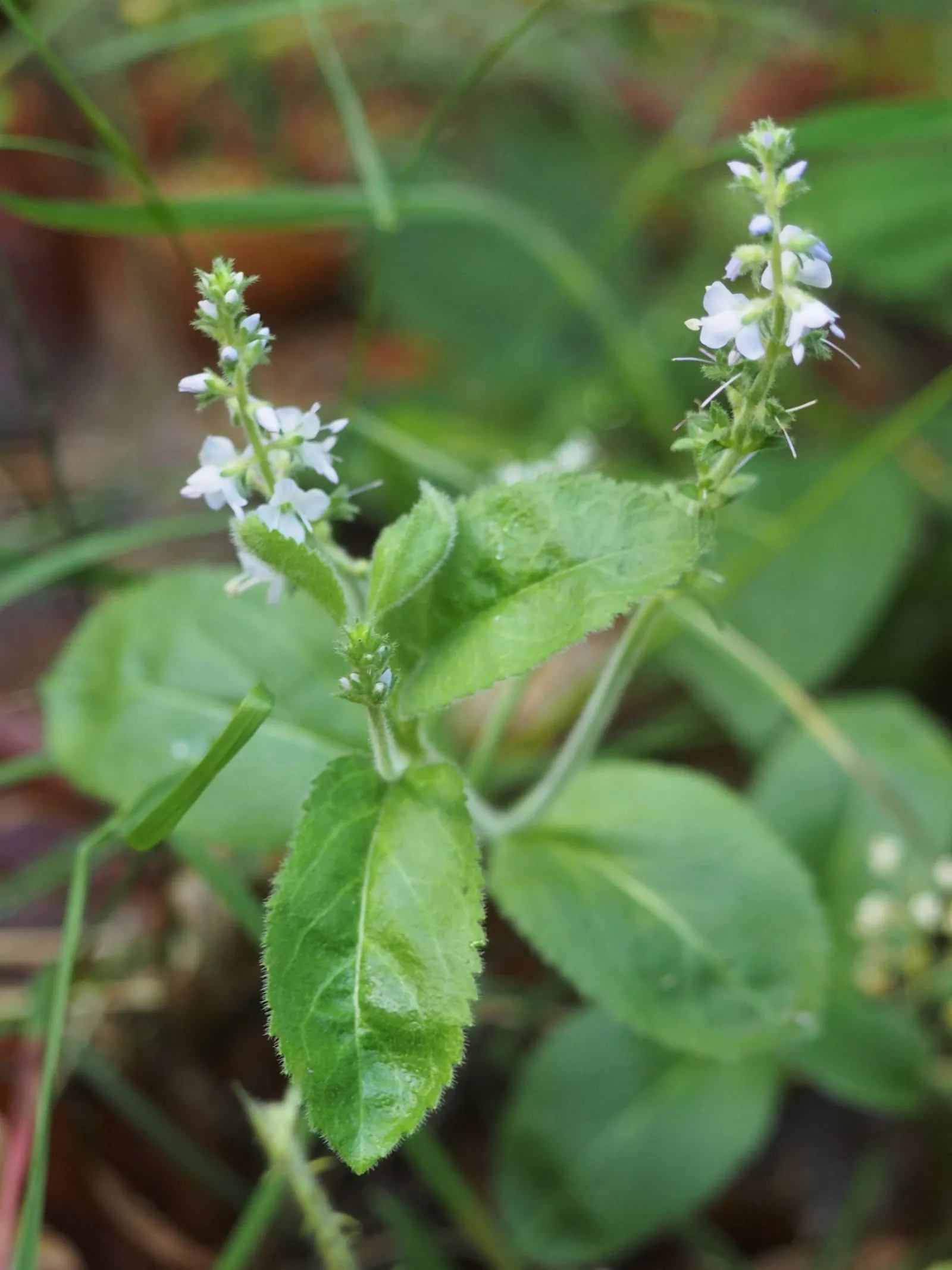 Speedwell (Veronica Repens) — spreading 12-18 inches wide; making it an excellent choice for a variety of landscape designs