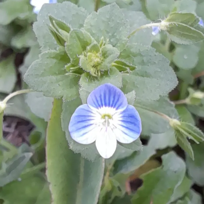 Speedwell (Veronica Repens) — Small, delicate sky-blue flowers bloom in spring, adding a subtle splash of color