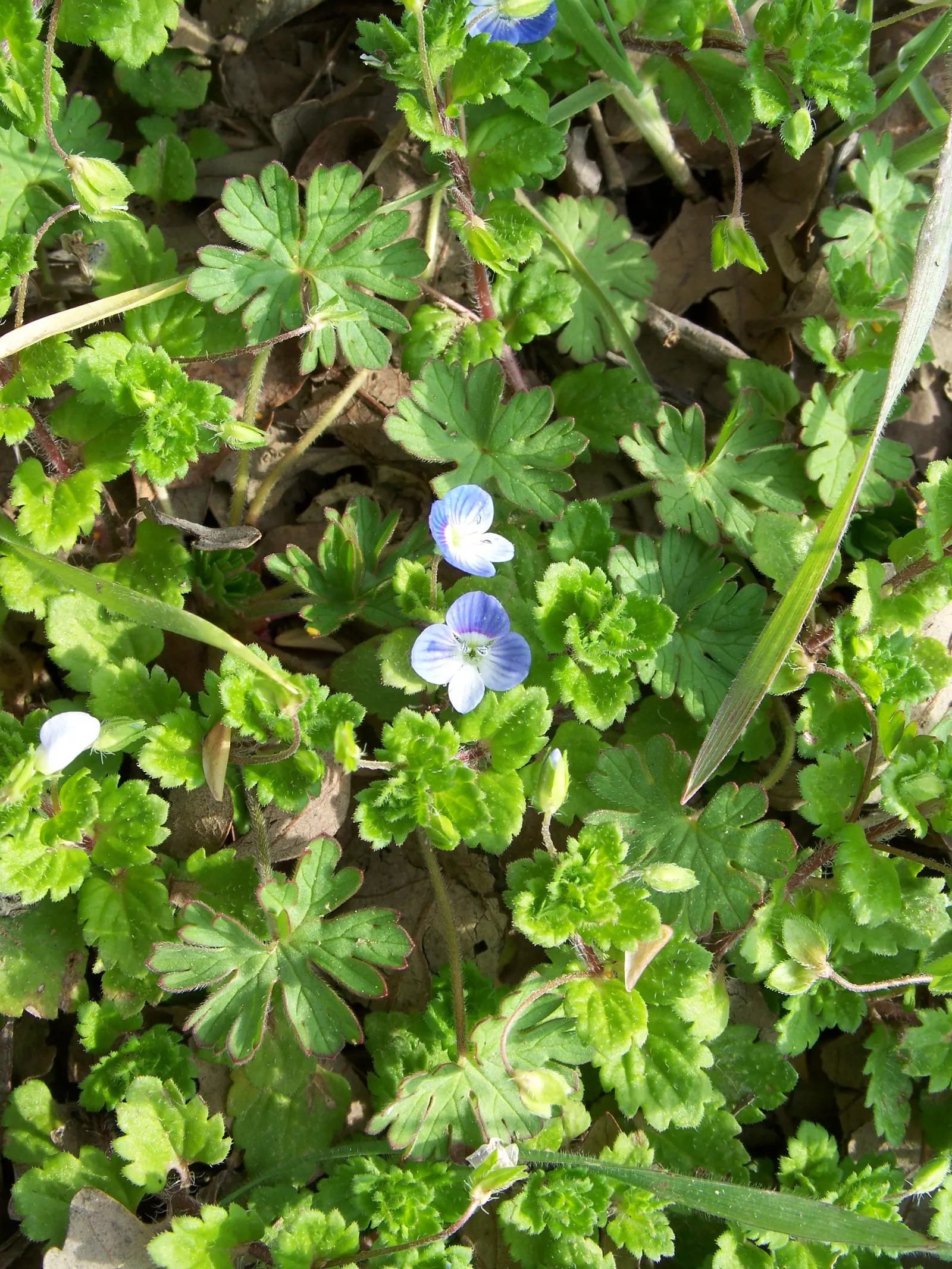 Speedwell (Veronica Repens) — Thriving in USDA zones 6-9, it prefers full sun to partial shade and well-draining soil; with a spreading habit that, image 146