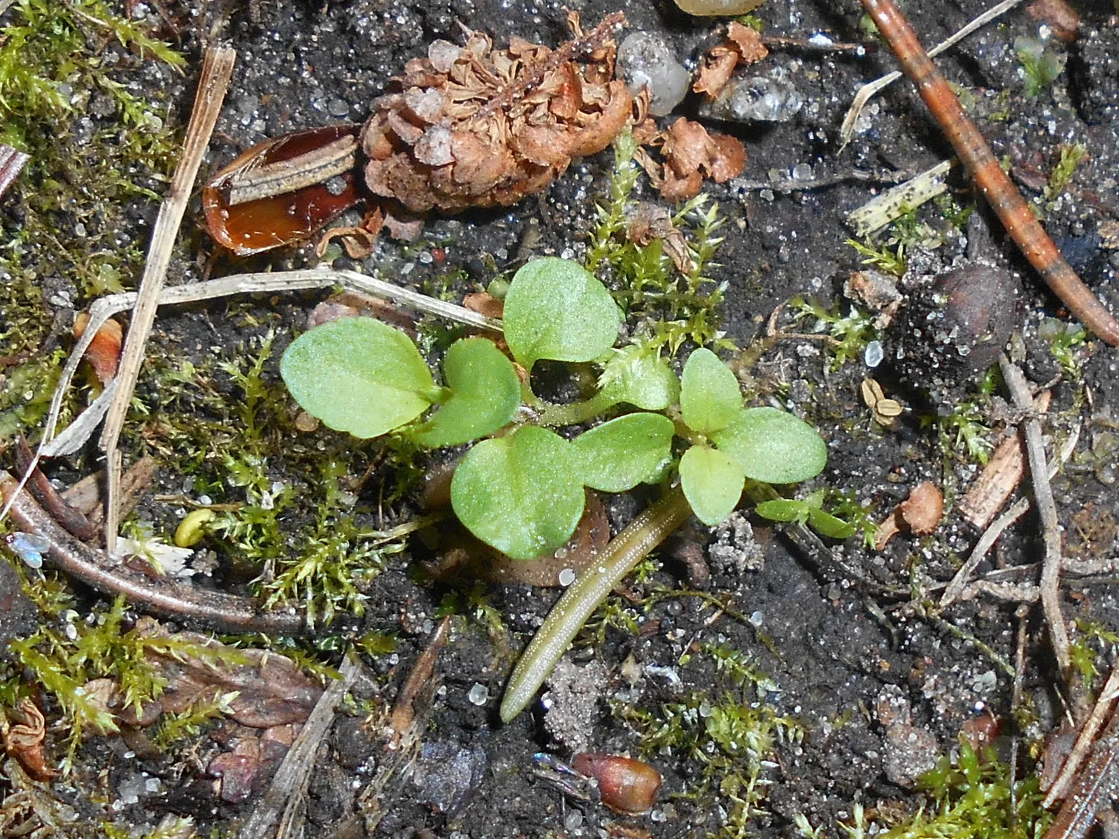 Speedwell (Veronica Repens) — creating a lush carpet of foliage; requiring little care while providing an extended season of visual interest, image 96