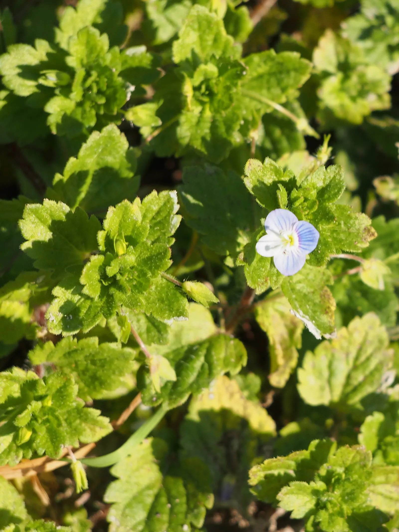 Speedwell (Veronica Repens) — Flowers are a soft blue to lavender hue; with a spreading habit that can extend outwards to 12 to 18 inches, image 98
