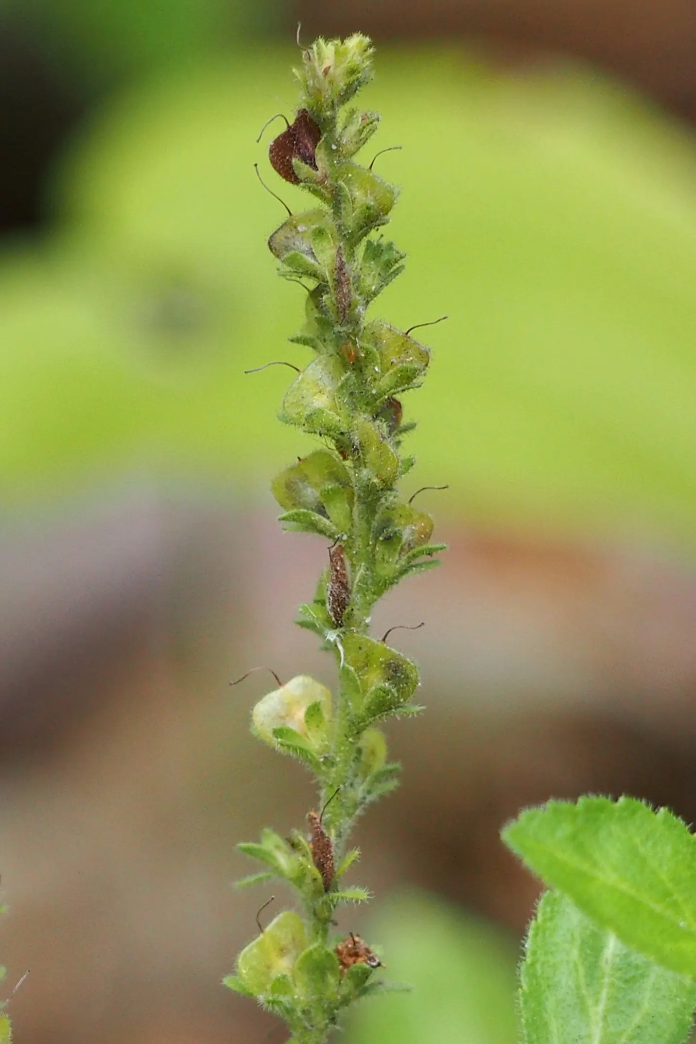 Speedwell (Veronica Repens) — or blanket slope areas where erosion control is desired; making it an excellent choice for a variety of landscape, image 163