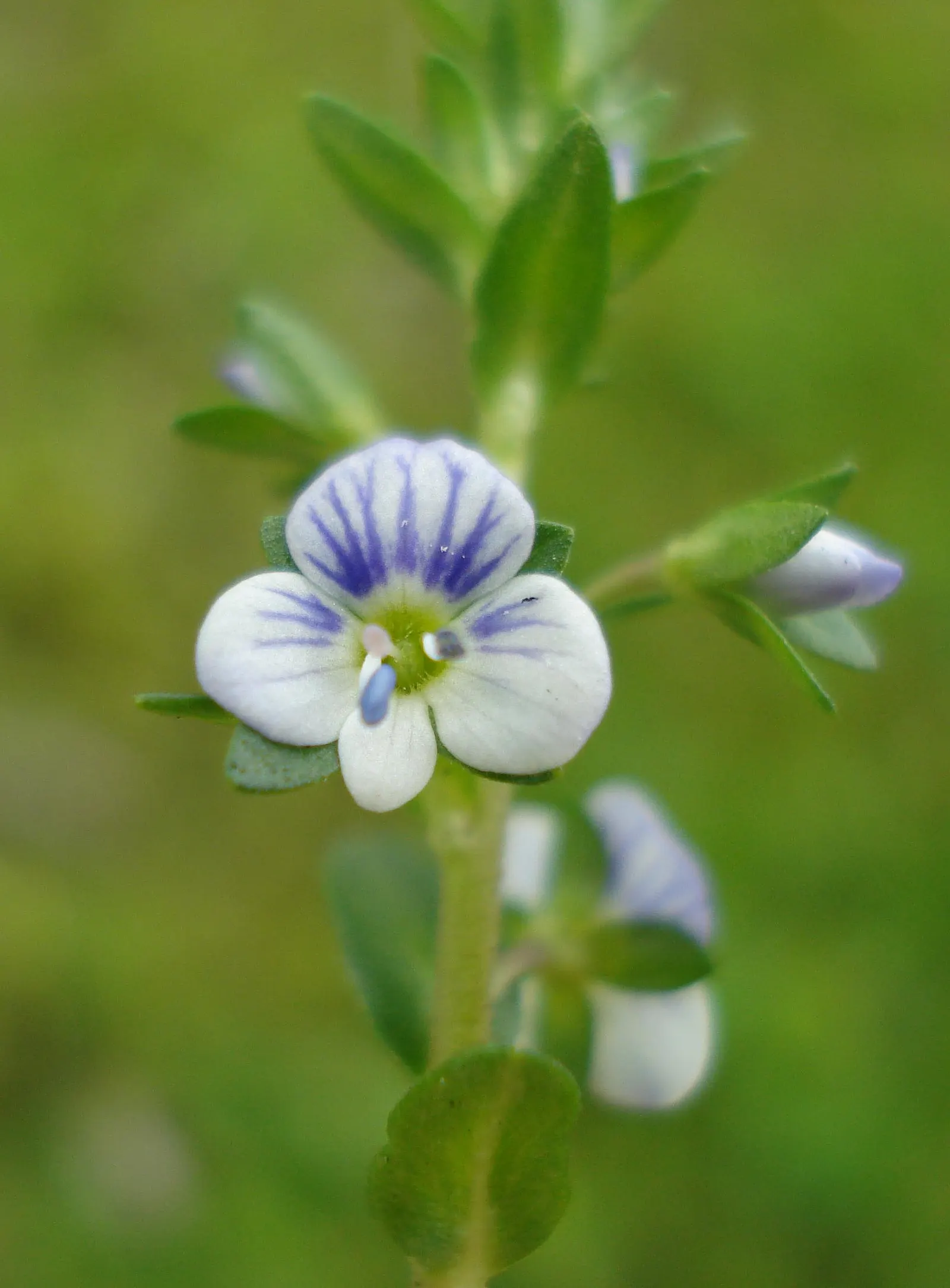 Speedwell (Veronica Repens) — This plant requires minimal maintenance; making it an excellent choice for a variety of landscape designs