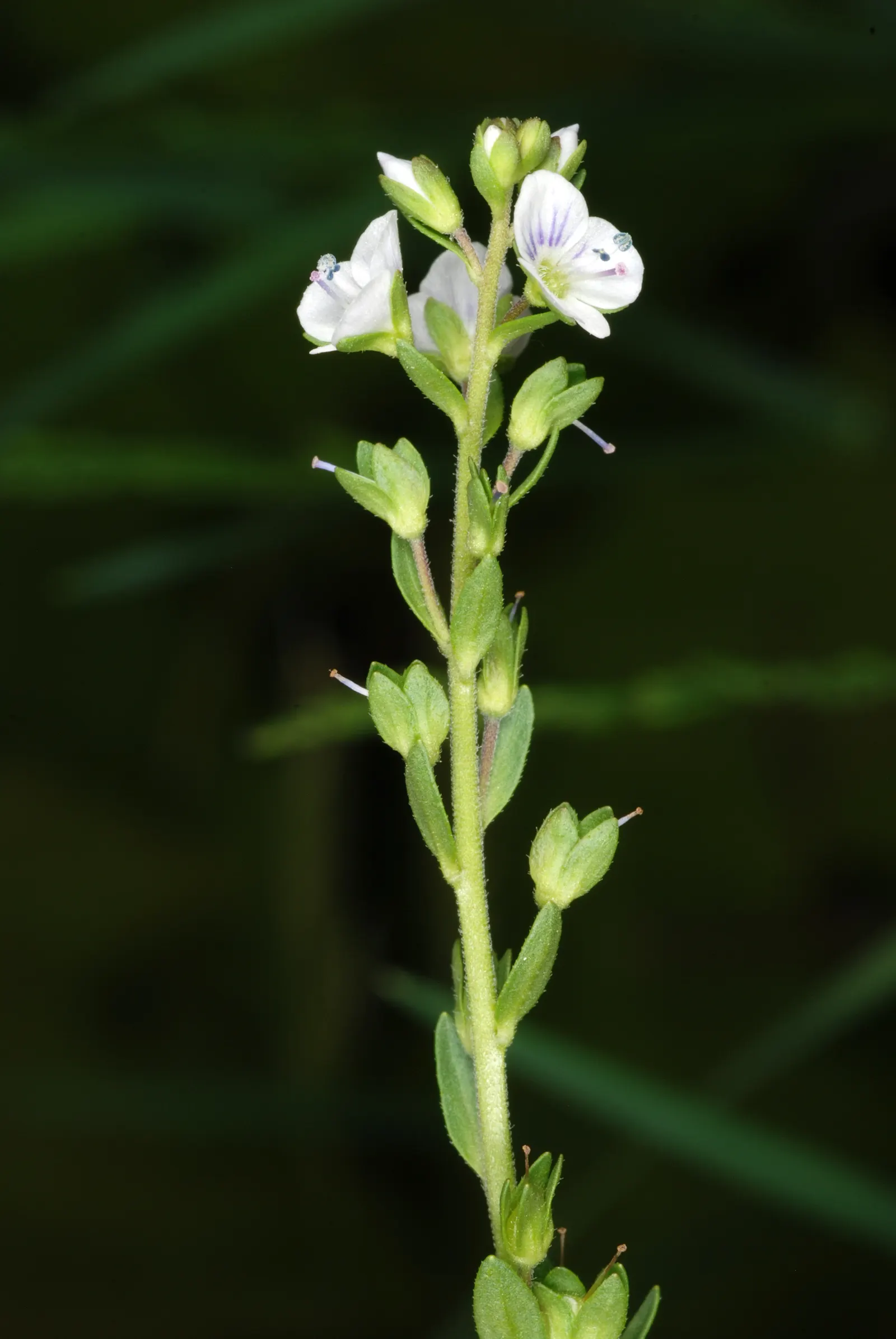 Speedwell (Veronica Repens) — ground cover with white blooms; making it an excellent choice for a variety of landscape designs, image 83