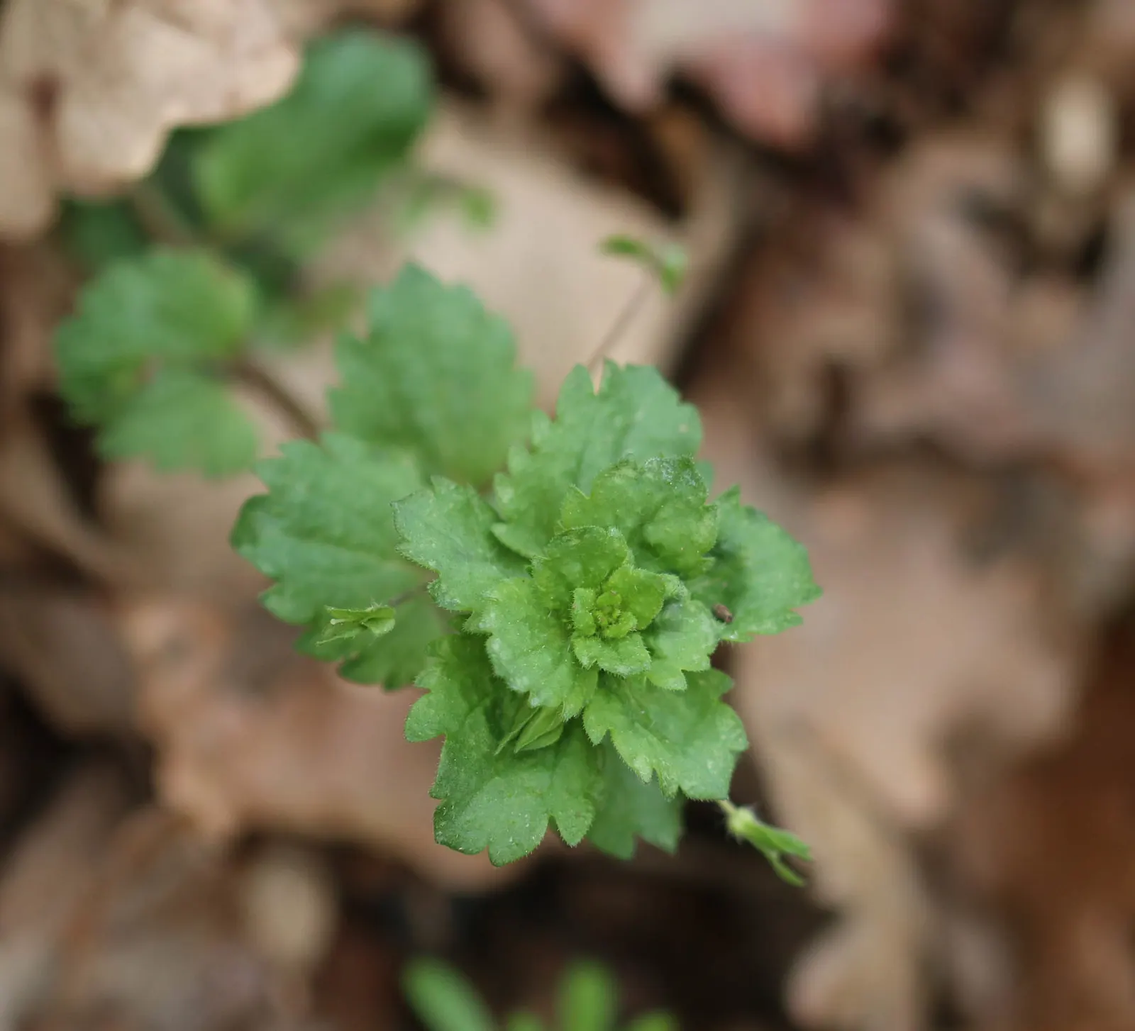 Speedwell (Veronica Repens) — making it an excellent choice for a variety of landscape designs; with a spreading habit that can extend outwards to, image 158
