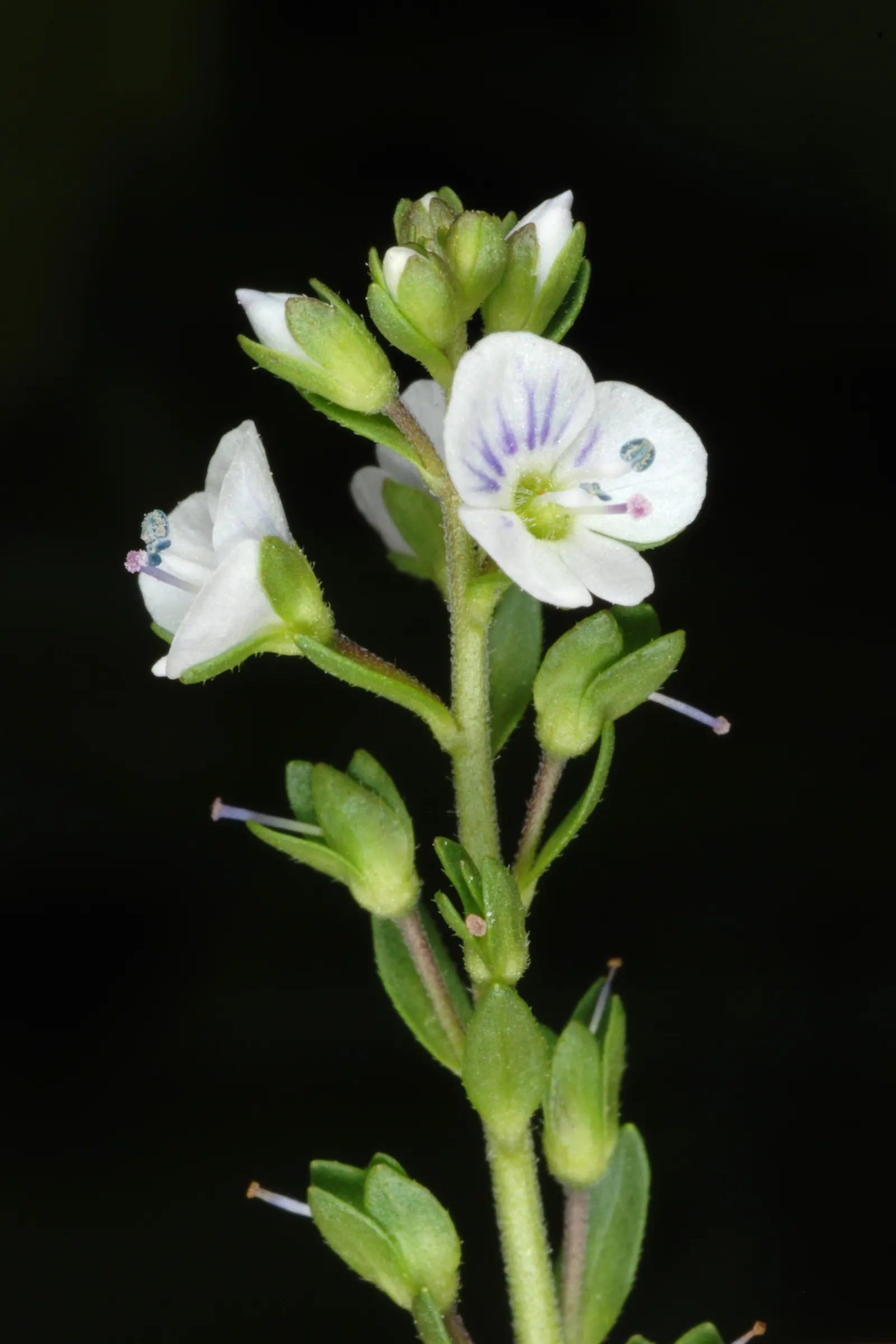 Speedwell (Veronica Repens) — This low-growing plant typically reaches heights of about 1 to 2 inches; with a spreading habit that can extend, image 122