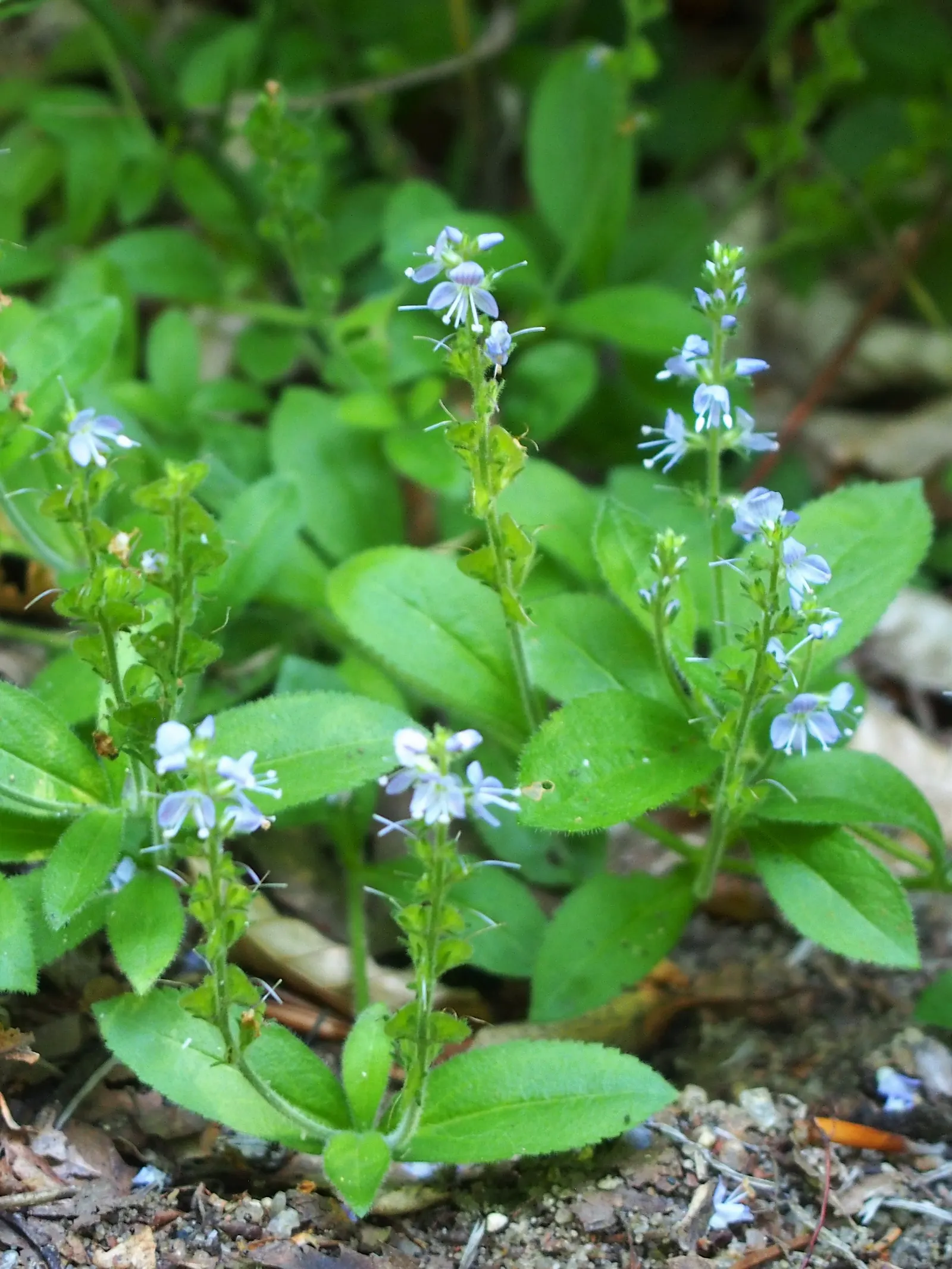 Speedwell (Veronica Repens) — ground cover for full; requiring little care while providing an extended season of visual interest, image 140