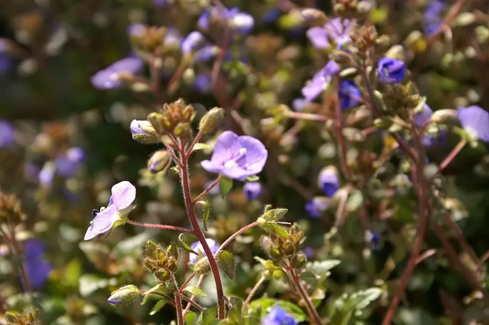 Speedwell (Veronica Repens) — Speedwell offers a beautiful and practical solution for ground coverage; requiring little care while providing an, image 132