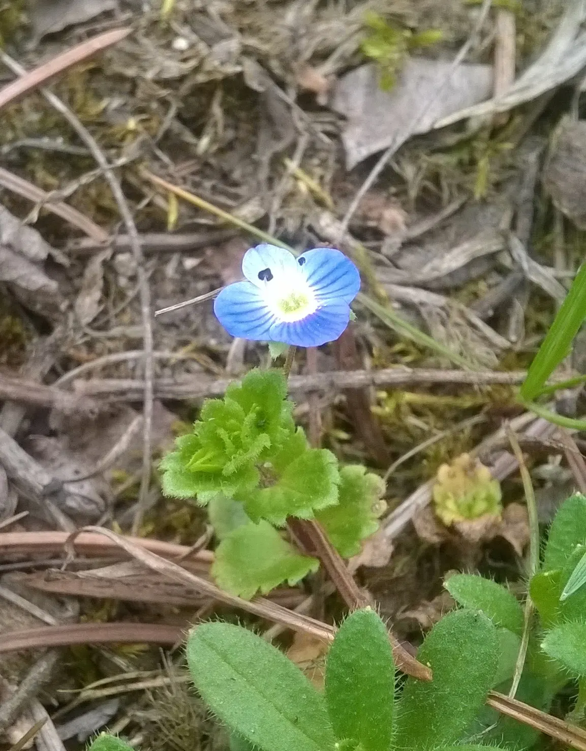 Speedwell (Veronica Repens) — Drought-tolerant once established and requires minimal maintenance