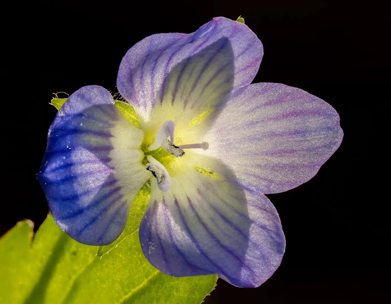 Speedwell (Veronica Repens) — It can serve as an elegant border