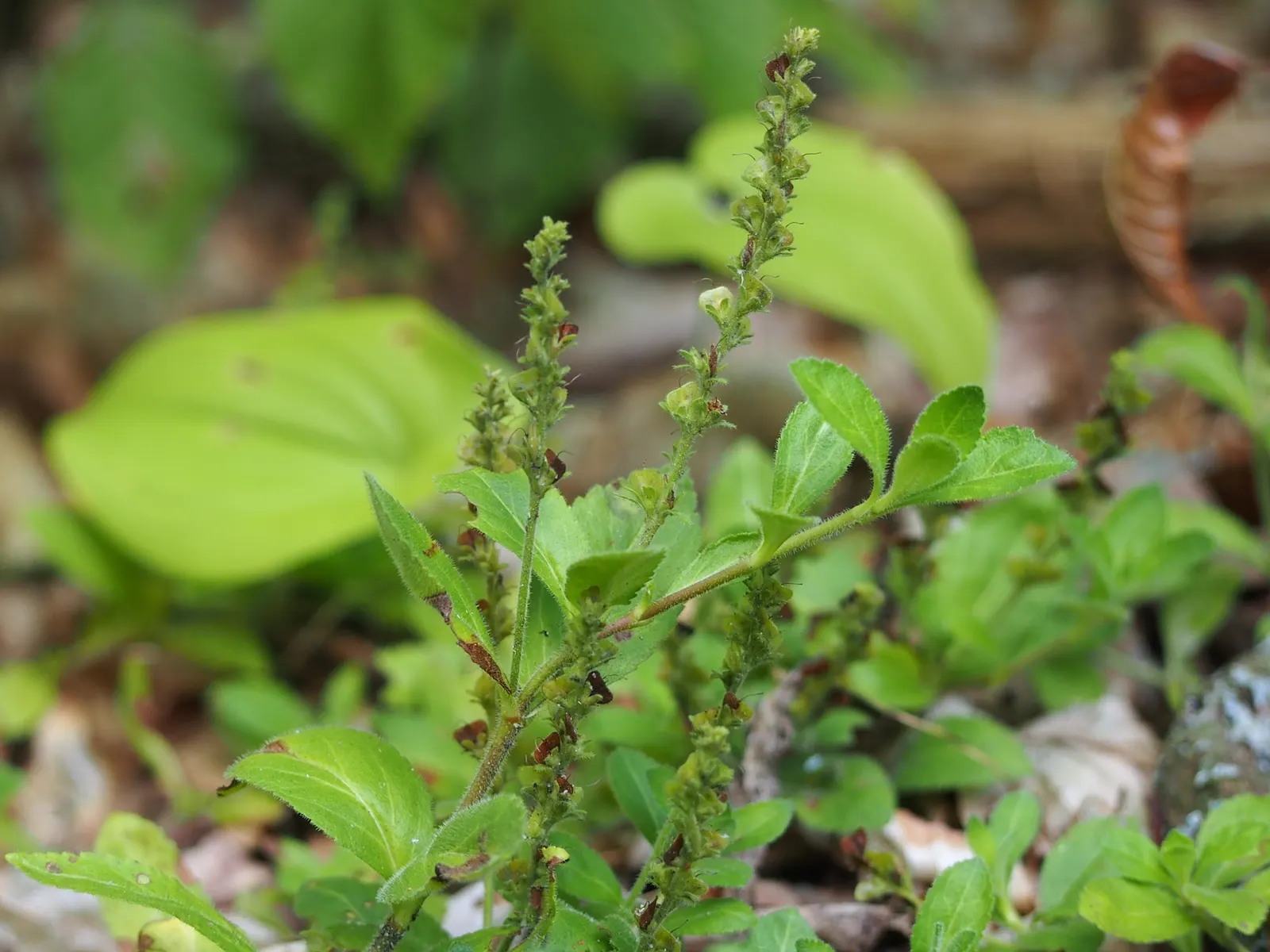 Speedwell (Veronica Repens) — ground cover for full; requiring little care while providing an extended season of visual interest, image 84