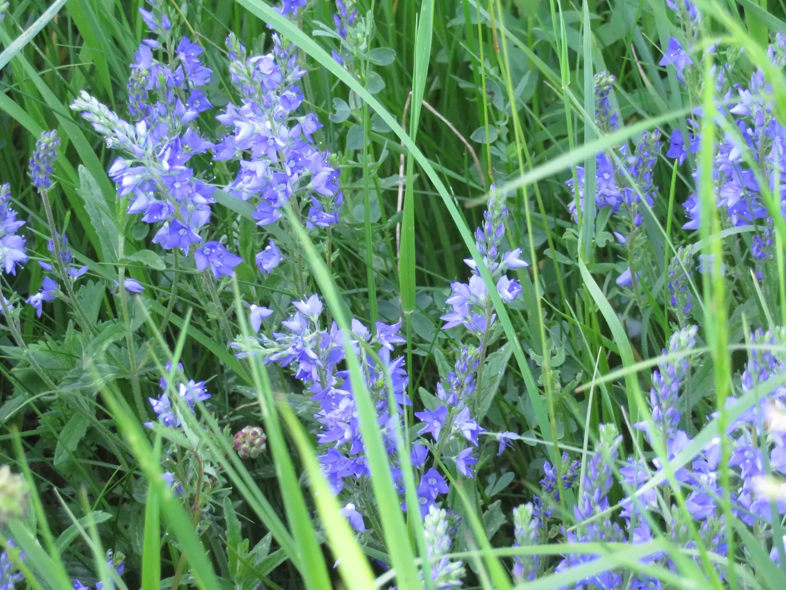 Speedwell (Veronica Repens) — fill in between stepping stones; with a spreading habit that can extend outwards to 12 to 18 inches, image 106