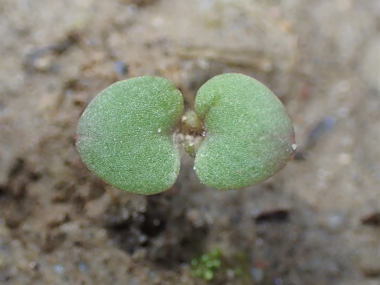 Speedwell (Veronica Repens) — It can serve as an elegant border; ideally suited for ground cover or between stepping stones