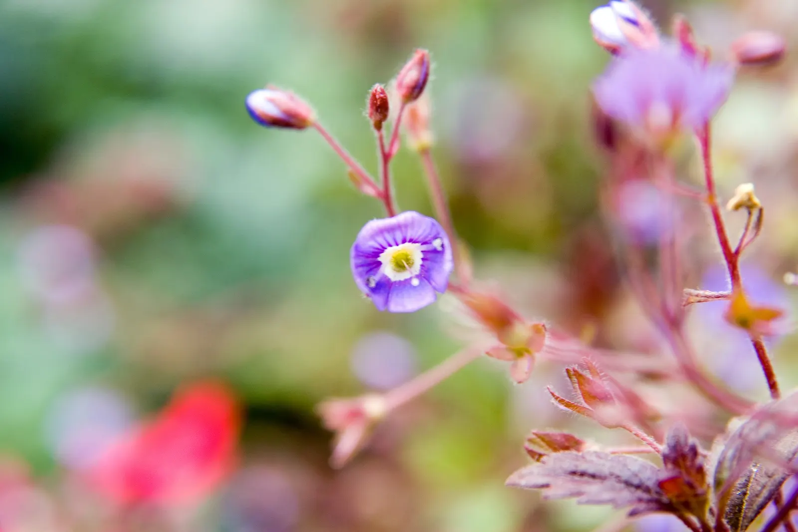 Speedwell (Veronica Repens) — creating a lush carpet of foliage; requiring little care while providing an extended season of visual interest, image 124