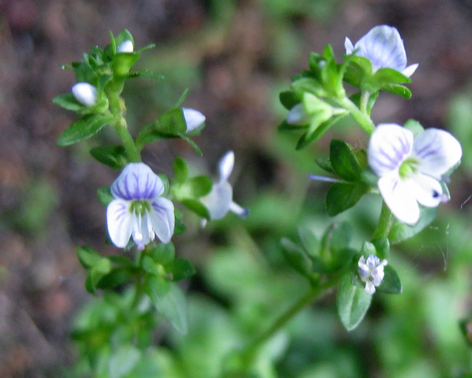 Speedwell (Veronica Repens) — ideally suited for ground cover or between stepping stones; requiring little care while providing an extended season, image 144