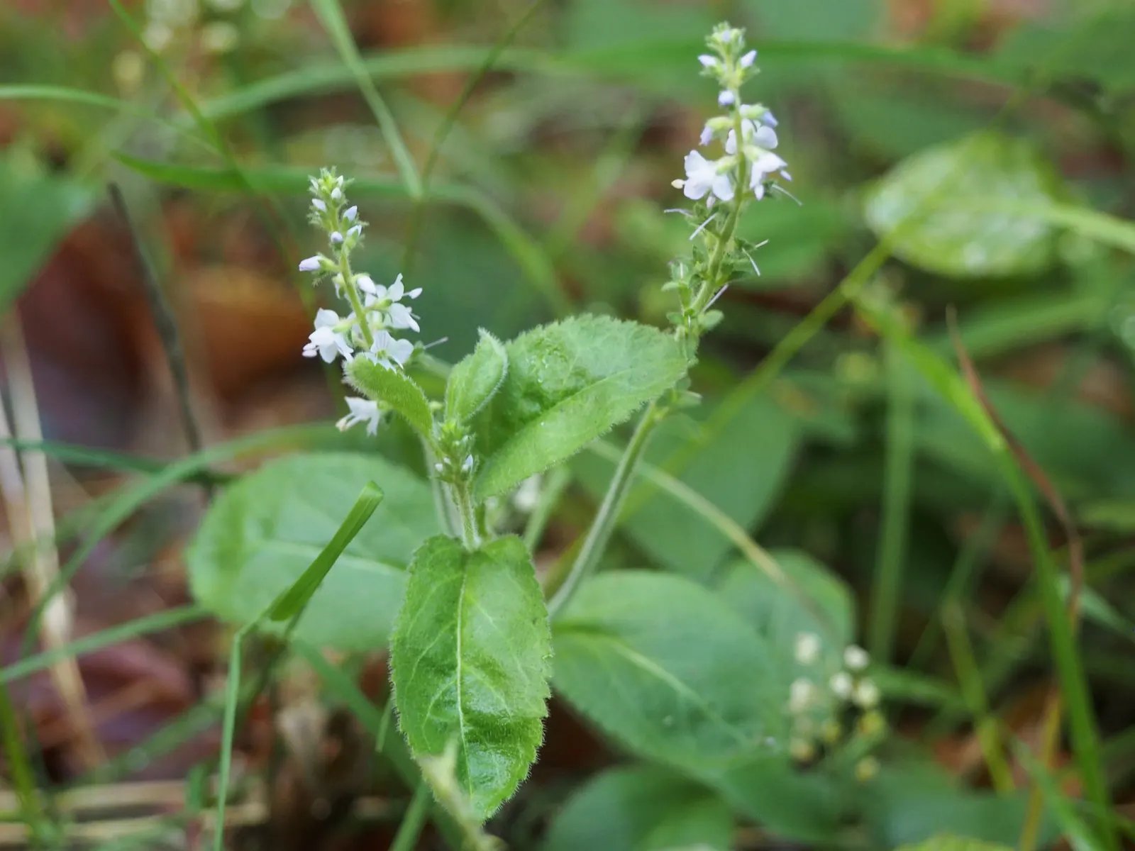 Speedwell (Veronica Repens) — ideally suited for ground cover or between stepping stones; requiring little care while providing an extended season of visual