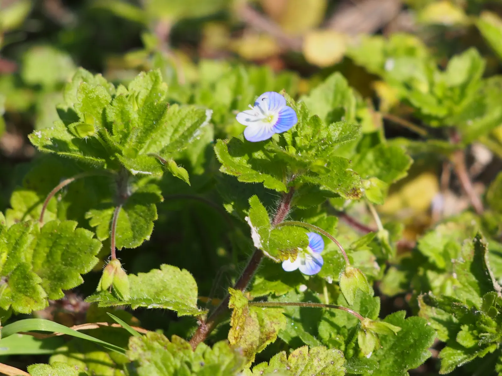 Speedwell (Veronica Repens) — white flowers in the garden; with a spreading habit that can extend outwards to 12 to 18 inches, image 138