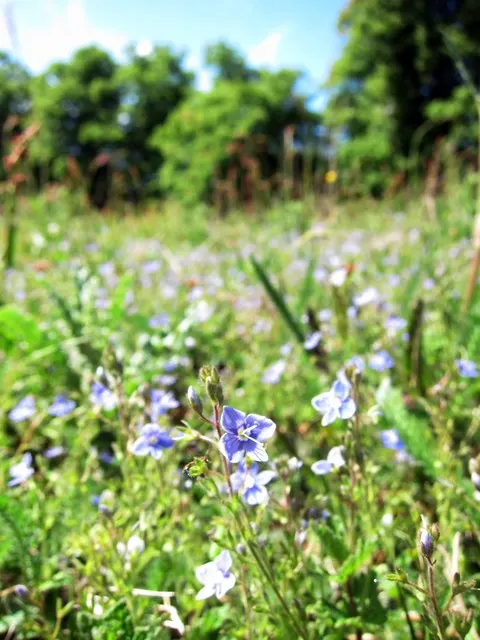 Speedwell (Veronica Repens) — fill in between stepping stones; with a spreading habit that can extend outwards to 12 to 18 inches