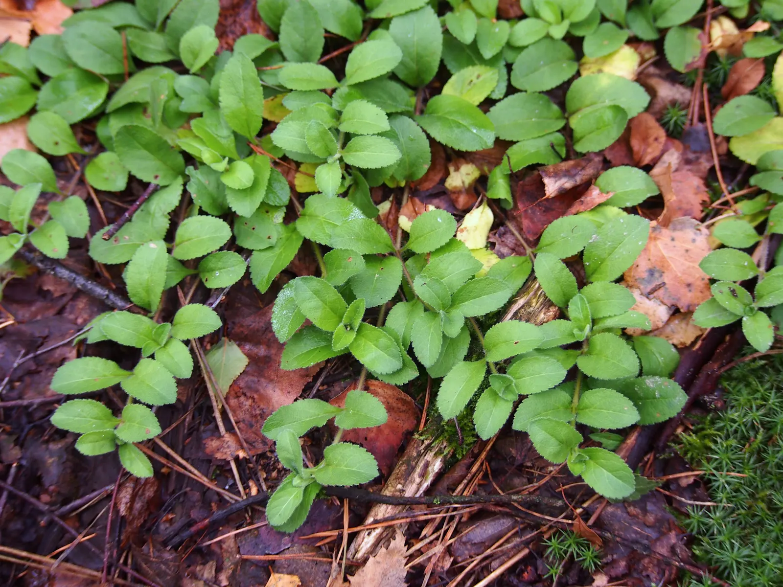 Speedwell (Veronica Repens) — Small, delicate sky-blue flowers bloom in spring, adding a subtle splash of color; ideally suited for ground cover or, image 61