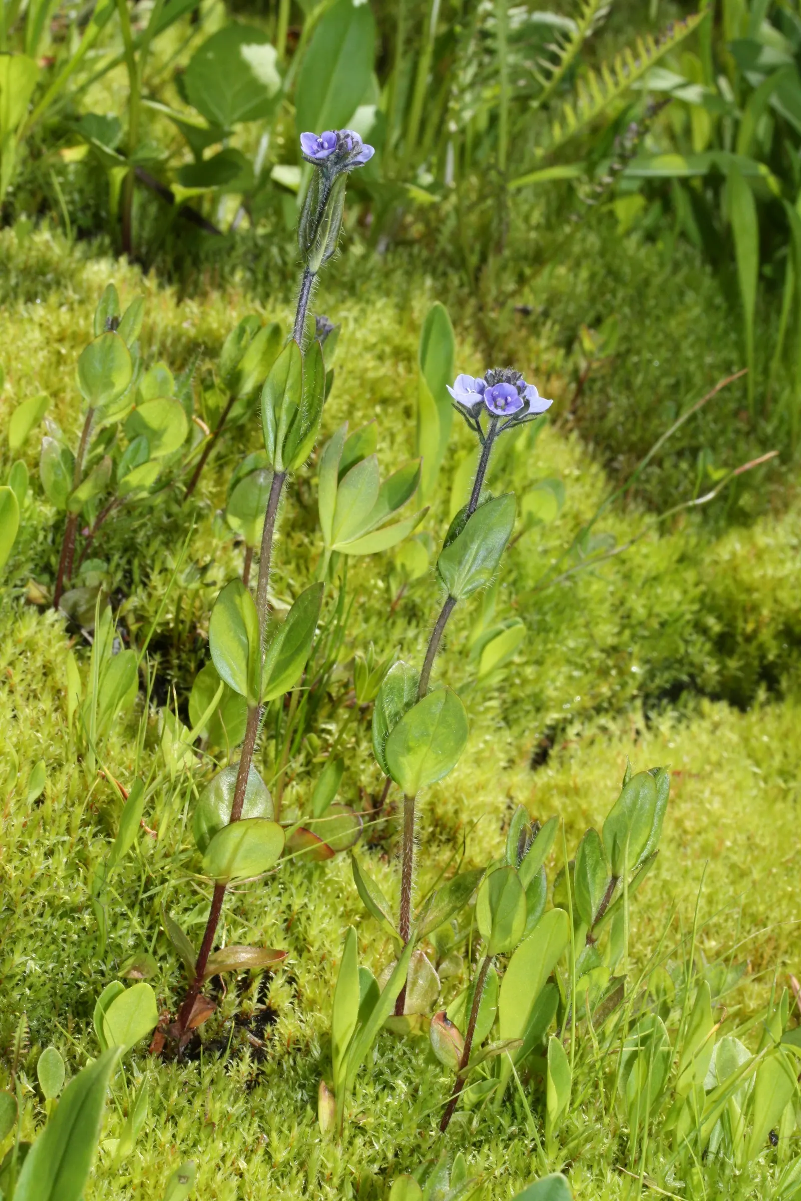Speedwell (Veronica Repens) — It is versatile enough to tolerate partial shade or full sun; ideally suited for ground cover or between stepping, image 129