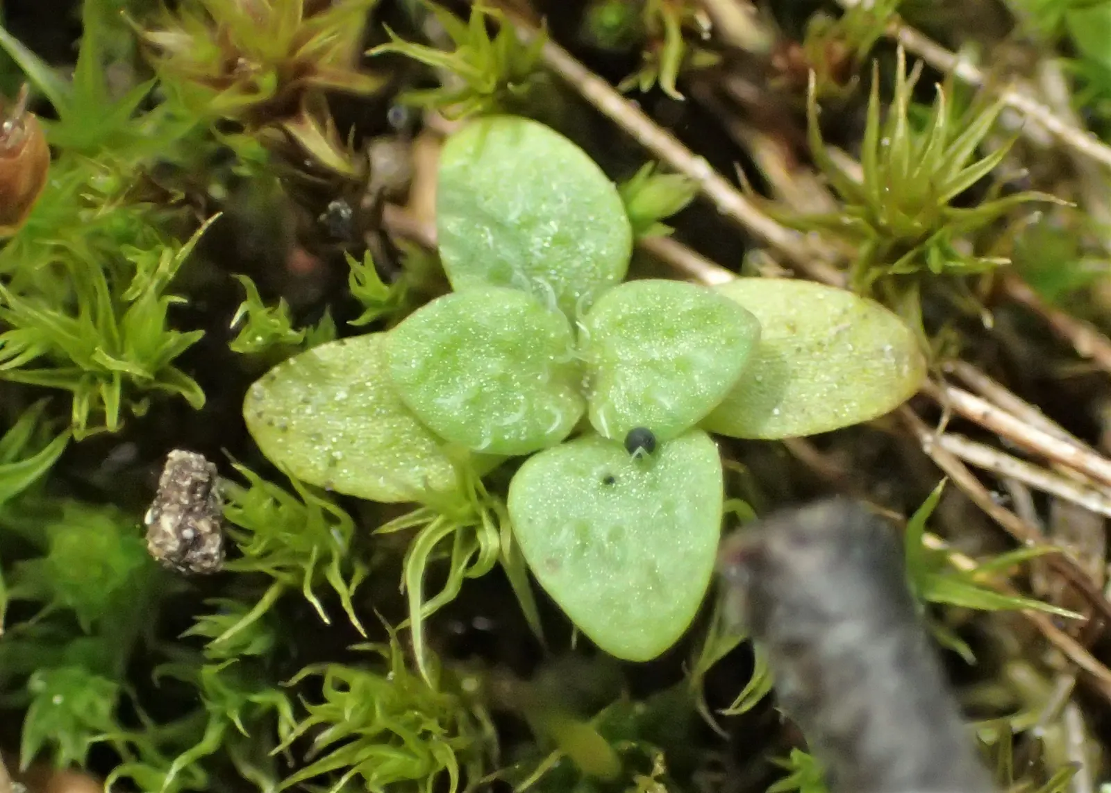Speedwell (Veronica Repens) — making it an excellent choice for a variety of landscape designs