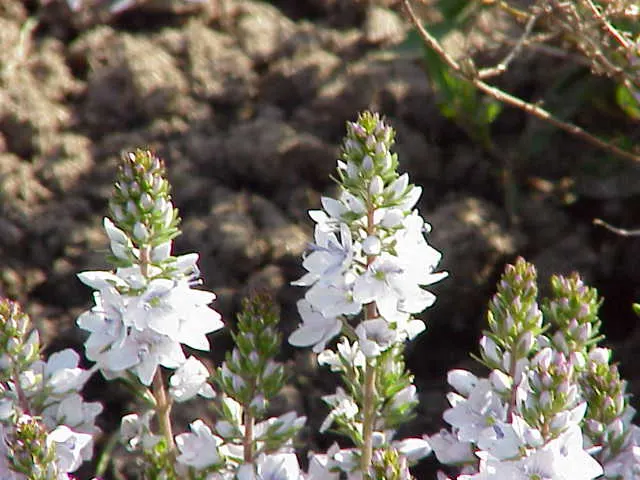 Speedwell (Veronica Repens) — The bloom period lasts for several weeks; requiring little care while providing an extended season of visual interest, image 100
