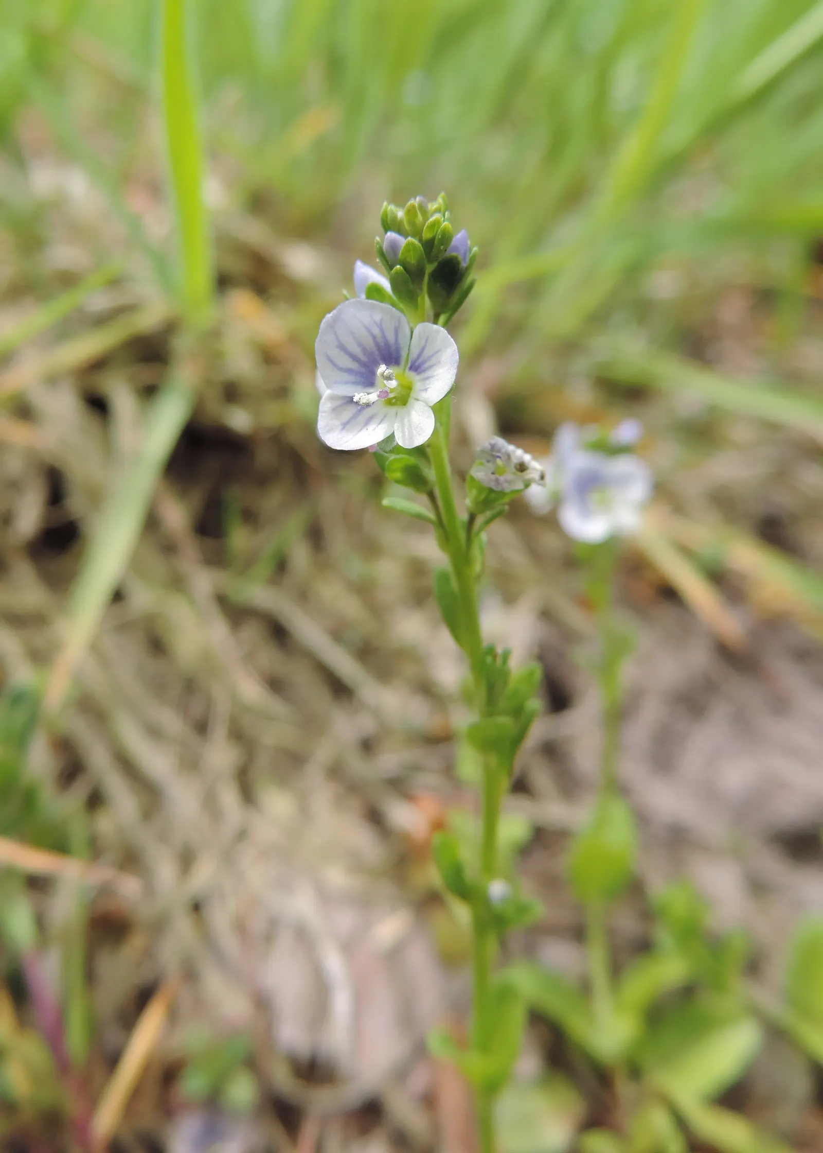 Speedwell (Veronica Repens) — with a spreading habit that can extend outwards to 12 to 18 inches; making it an excellent choice for a variety of, image 67