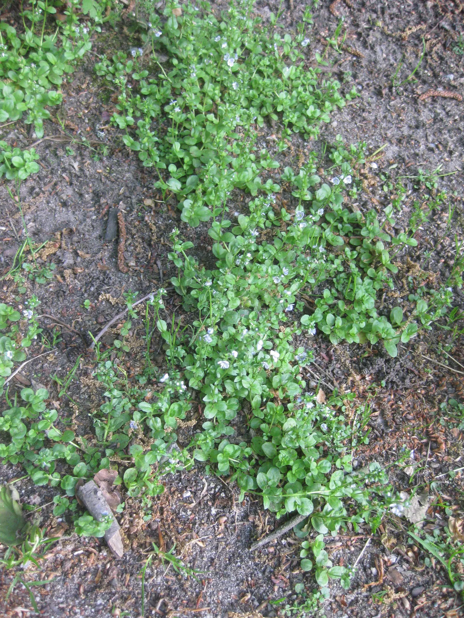 Speedwell (Veronica Repens) — Speedwell (Veronica repens) is a low-growing, mat-forming perennial; ideally suited for ground cover or between, image 113