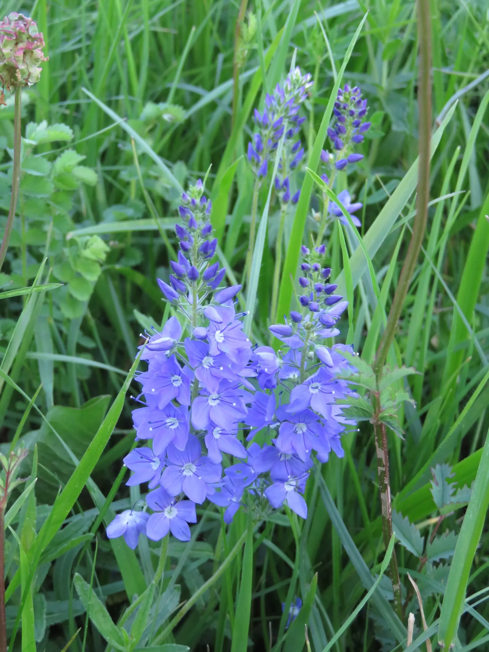 Speedwell (Veronica Repens) — green foliage reaches a height of 1-2 inches; with a spreading habit that can extend outwards to 12 to 18 inches, image 142