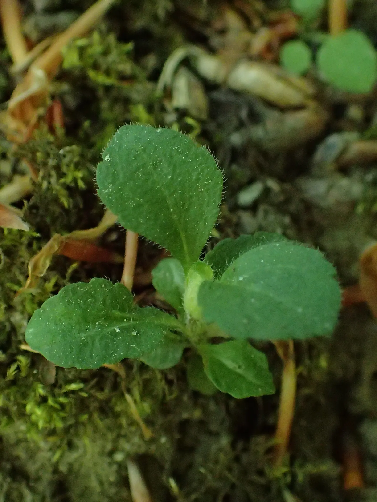 Speedwell (Veronica Repens) — with a spreading habit that can extend outwards to 12 to 18 inches; making it an excellent choice for a variety of, image 151